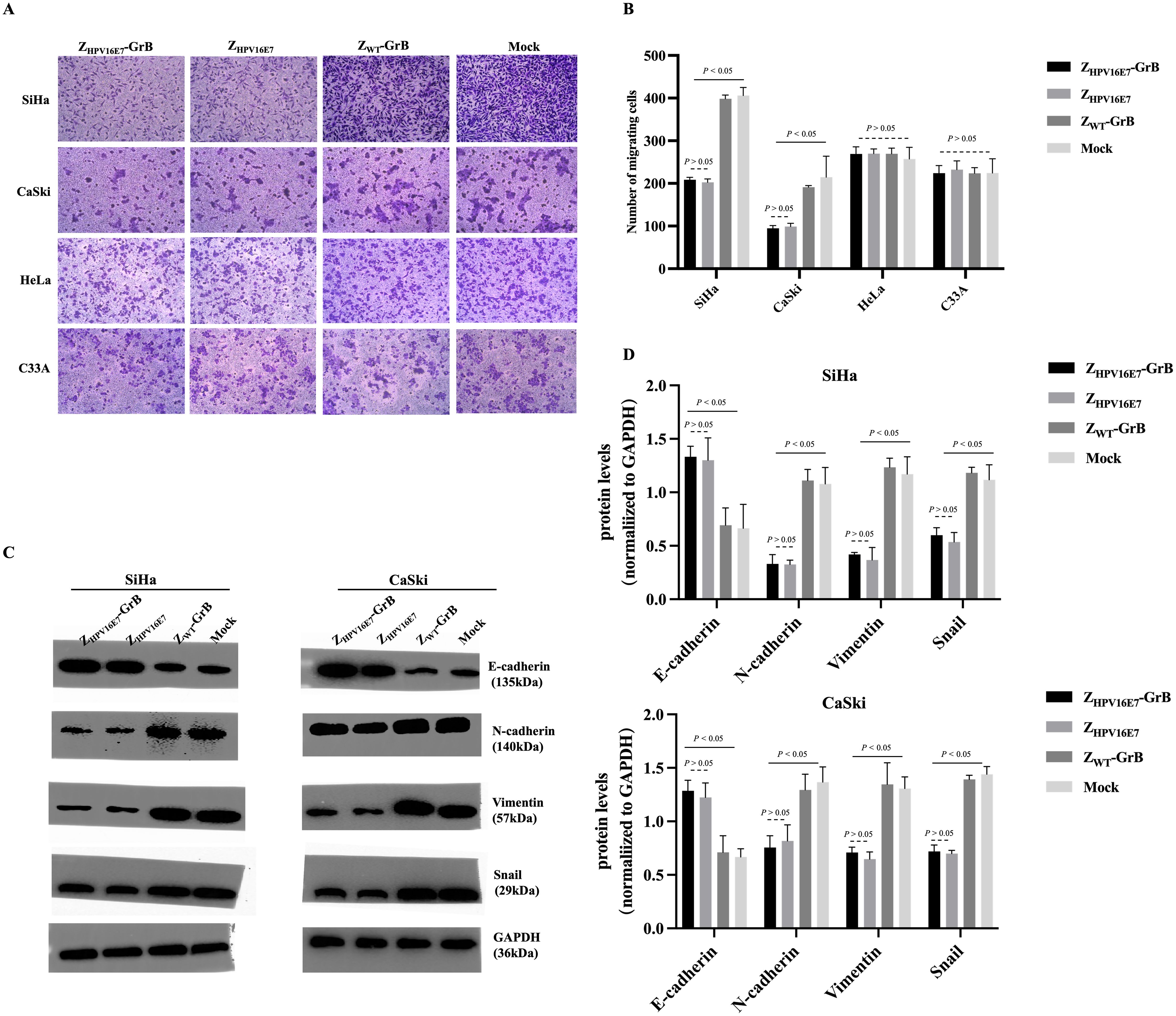 Four-part scientific figure with A: Microscopic images showing cell migration in SiHa, CaSki, HeLa, and C33A cell lines under different treatments: ZIPV16E7-GrB, ZIPV16E7, Zwt-GrB, and Mock. B: Bar graph illustrating the number of migrating cells, revealing statistical significance. C: Western blot assays for SiHa and CaSki cells displaying expression levels of E-cadherin, N-cadherin, Vimentin, Snail, and GAPDH. D: Bar graph quantifying protein levels normalized to GAPDH for SiHa and CaSki cells, indicating statistical differences among treatments.