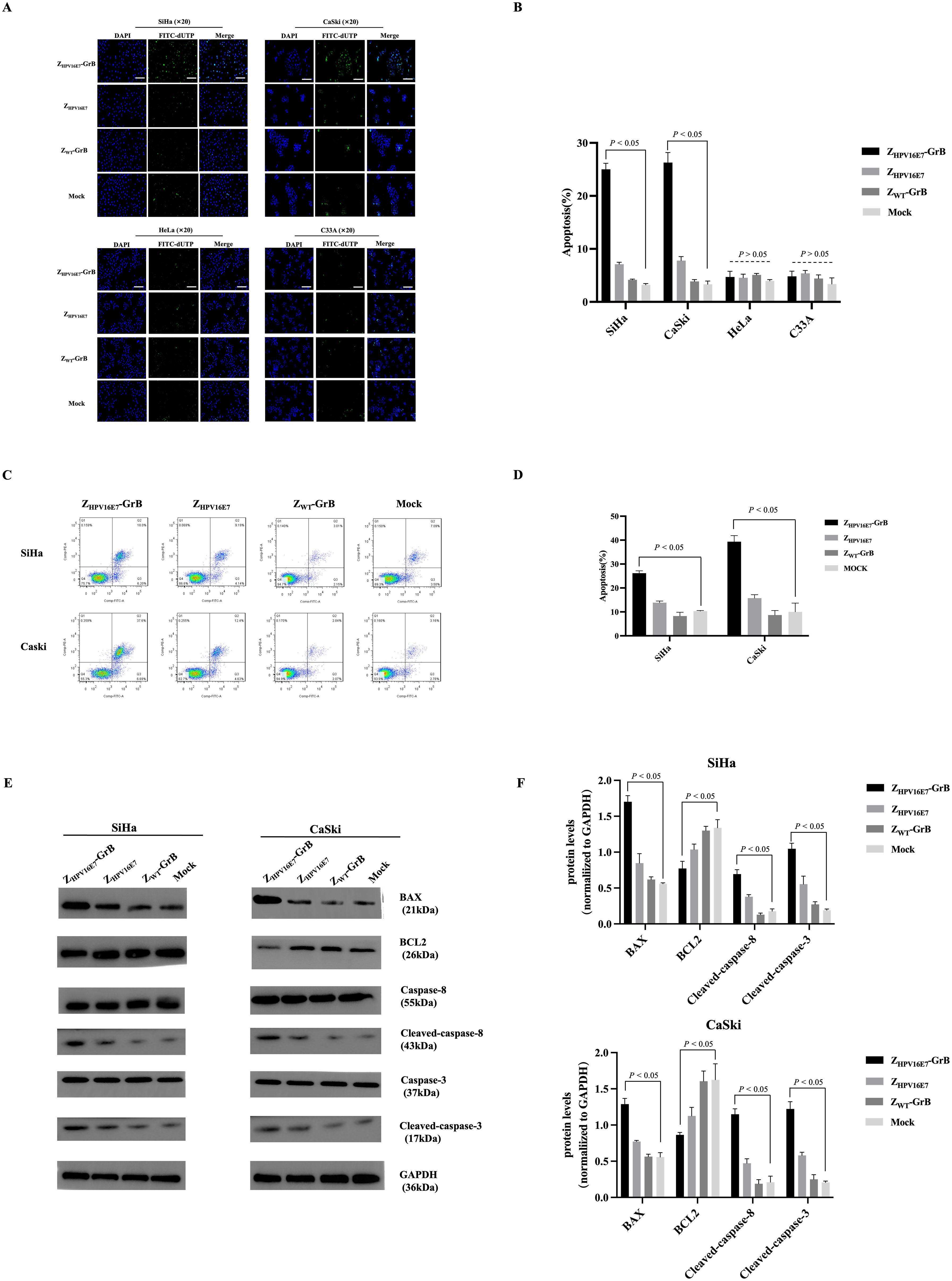 Fluorescent microscopy images and graphs examine the effects of Z_HPV16E7-GrB on apoptosis and protein expression in SiHa and CaSki cells. Panel A shows cell images with various treatments. Panel B presents a bar graph of apoptosis in different cell lines. Panel C includes flow cytometry plots for apoptosis detection. Panel D displays a bar graph comparing apoptosis percentages. Panel E shows Western blot bands for apoptosis-related proteins. Panel F contains bar graphs of protein levels normalized to GAPDH. Statistical significance is indicated with P values.