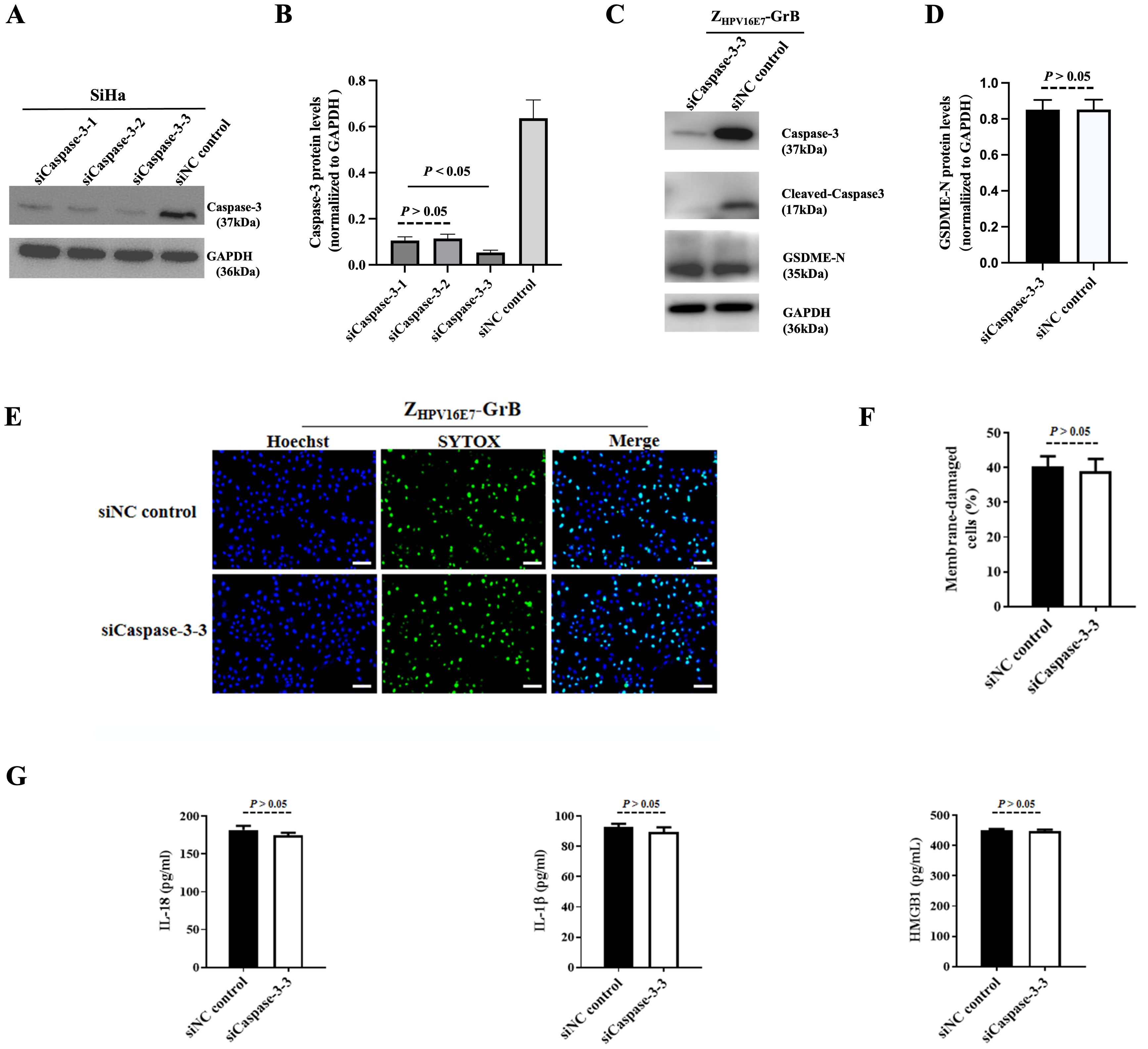 Experimental results comparing siNC control and siCaspase-3-3 treatments. (A) Western blot showing Caspase-3 and GAPDH in SiHa cells. (B) Bar graph displaying Caspase protein levels. (C) Western blot for Caspase-3, cleaved Caspase-3, GSDME-N, and GAPDH in ZHPV16E7-GrB. (D) Bar graph of GSDME-N protein levels. (E) Fluorescence microscopy images with Hoechst, SYTOX, and merged views. (F) Bar graph of membrane-damaged cells percentage. (G) Bar graphs of IL-1α, IL-1β, and HMGB1 levels, showing no significant differences across conditions.