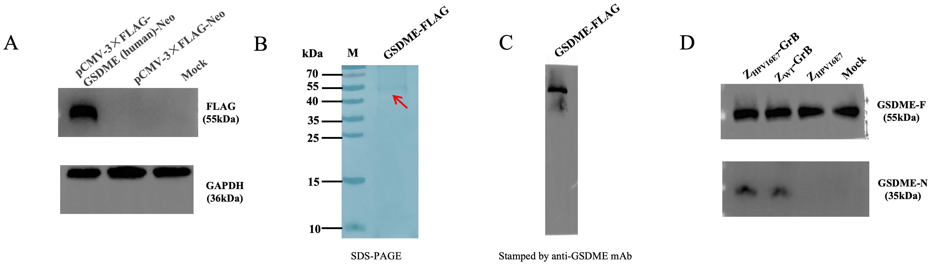 Western blot analysis showing four panels labeled A, B, C, and D. Panel A displays two bands indicating FLAG and GAPDH proteins. Panel B is a protein marker with an arrow at 40 kDa. Panel C shows a single GSDME-FLAG band. Panel D presents two protein bands labeled GSDME-F and GSDME-N under different conditions.