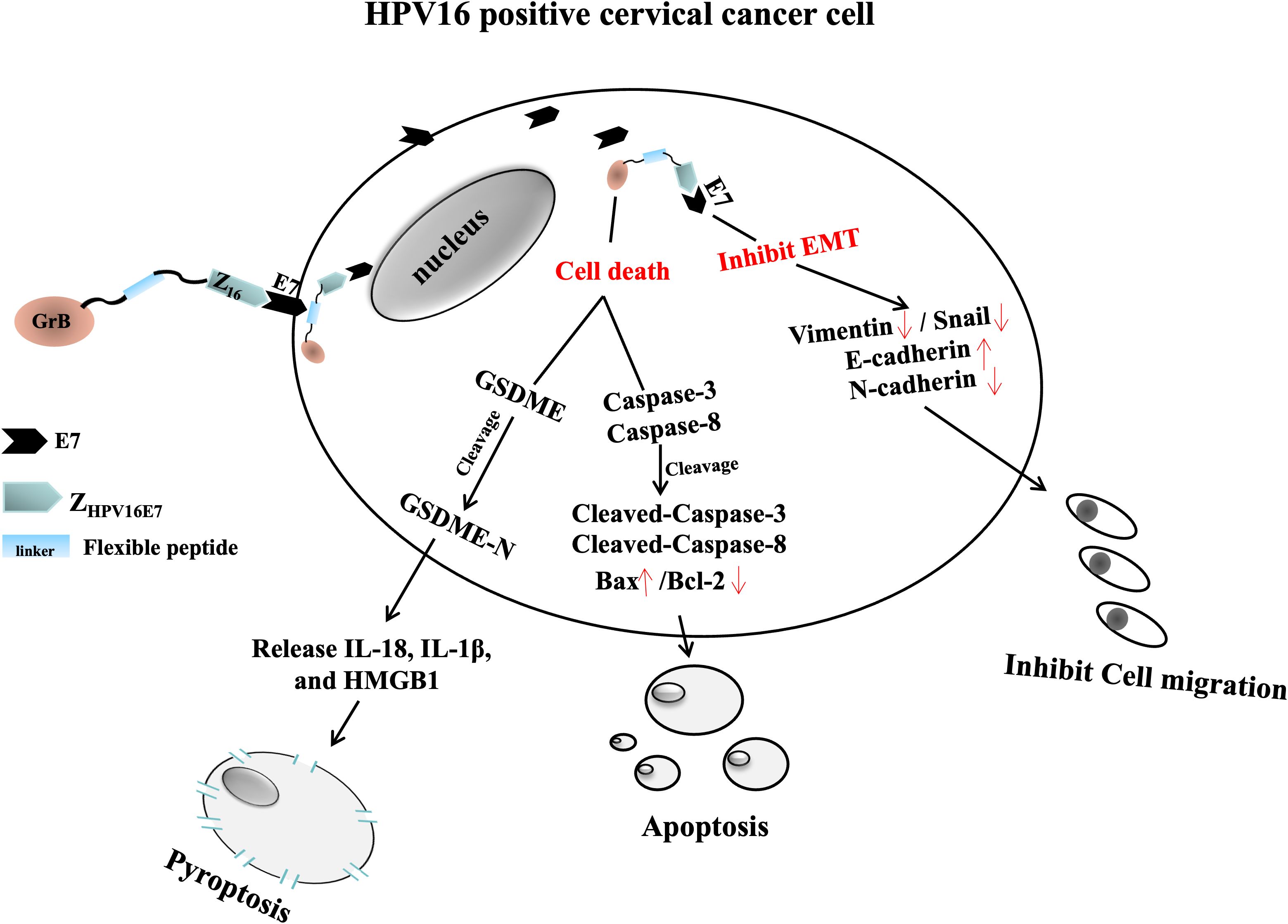 Diagram illustrating the mechanisms in HPV16 positive cervical cancer cells. Granzyme B (GrB) and E7 interact with the nucleus, inducing cell death and inhibiting epithelial-mesenchymal transition (EMT). Cleavage of GSDME leads to pyroptosis and release of IL-18, IL-1β, and HMGB1. Caspase-3 and caspase-8 cleavage results in apoptosis. Decreases in vimentin, snail, E-cadherin, and N-cadherin inhibit cell migration. Arrows indicate process flow and changes in protein expression levels.