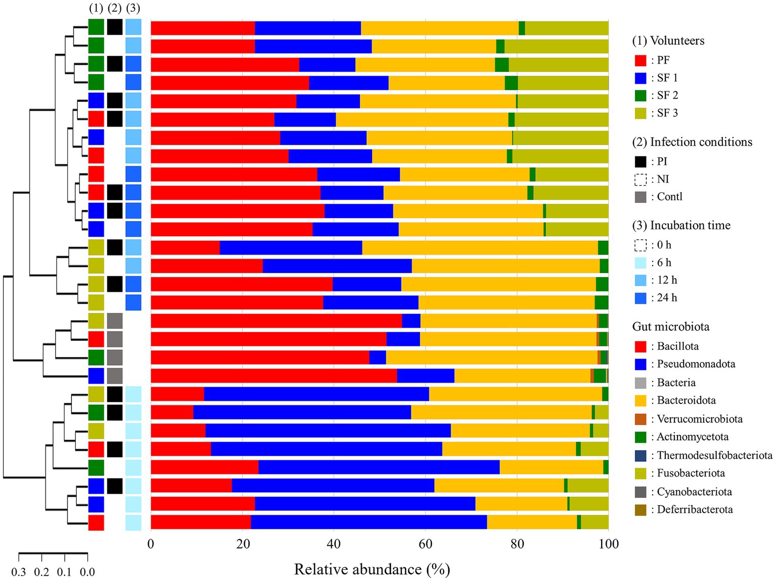 Stacked bar chart showing the relative abundance of gut microbiota across various conditions. Colors represent different microbiota: Bacillota (red), Pseudomonadota (blue), and others. The chart includes three variables: volunteers, infection conditions, and incubation times, indicated by colored squares. A hierarchical clustering dendrogram on the left groups similar microbiota profiles.