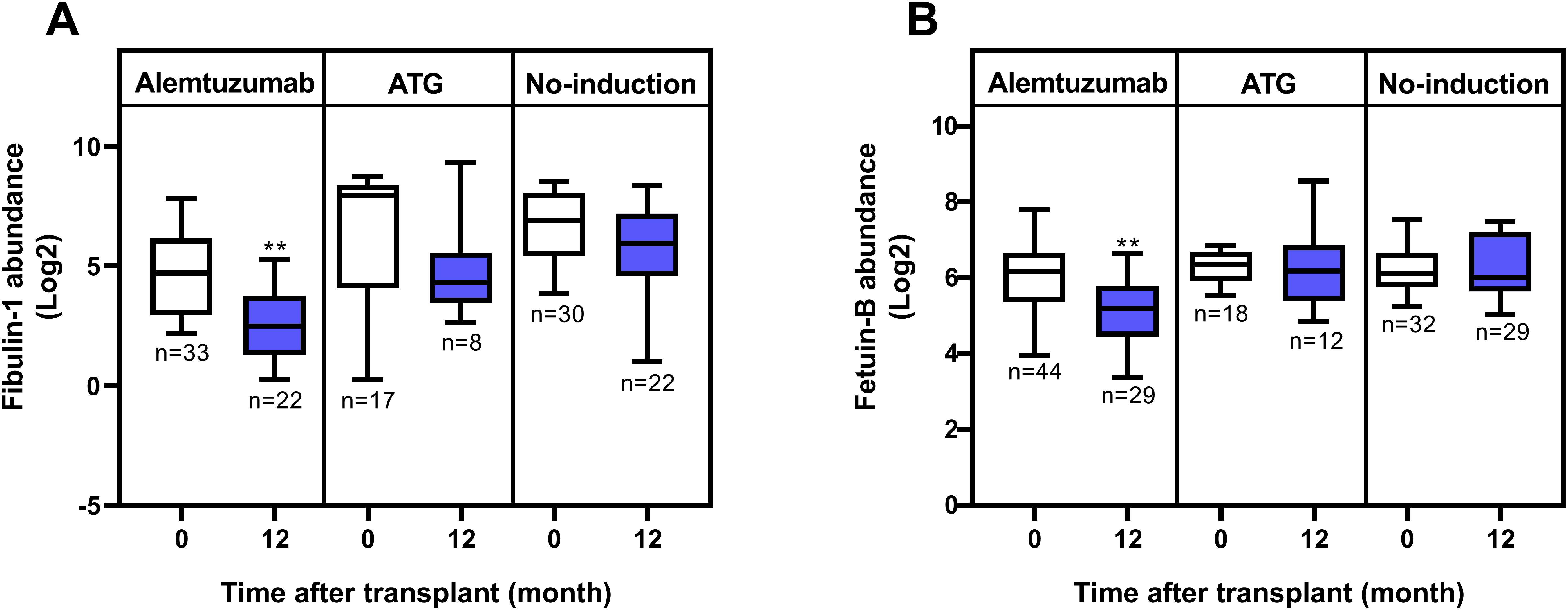 Box plots show the abundance of Fibulin-1 and Fetuin-B at two time points after transplantation, comparing Alemtuzumab, ATG, and no-induction groups. Section A presents Fibulin-1 abundance, with significant differences indicated for the Alemtuzumab group at 12 months. Section B displays Fetuin-B abundance, also highlighting significant differences at 12 months for the Alemtuzumab group.