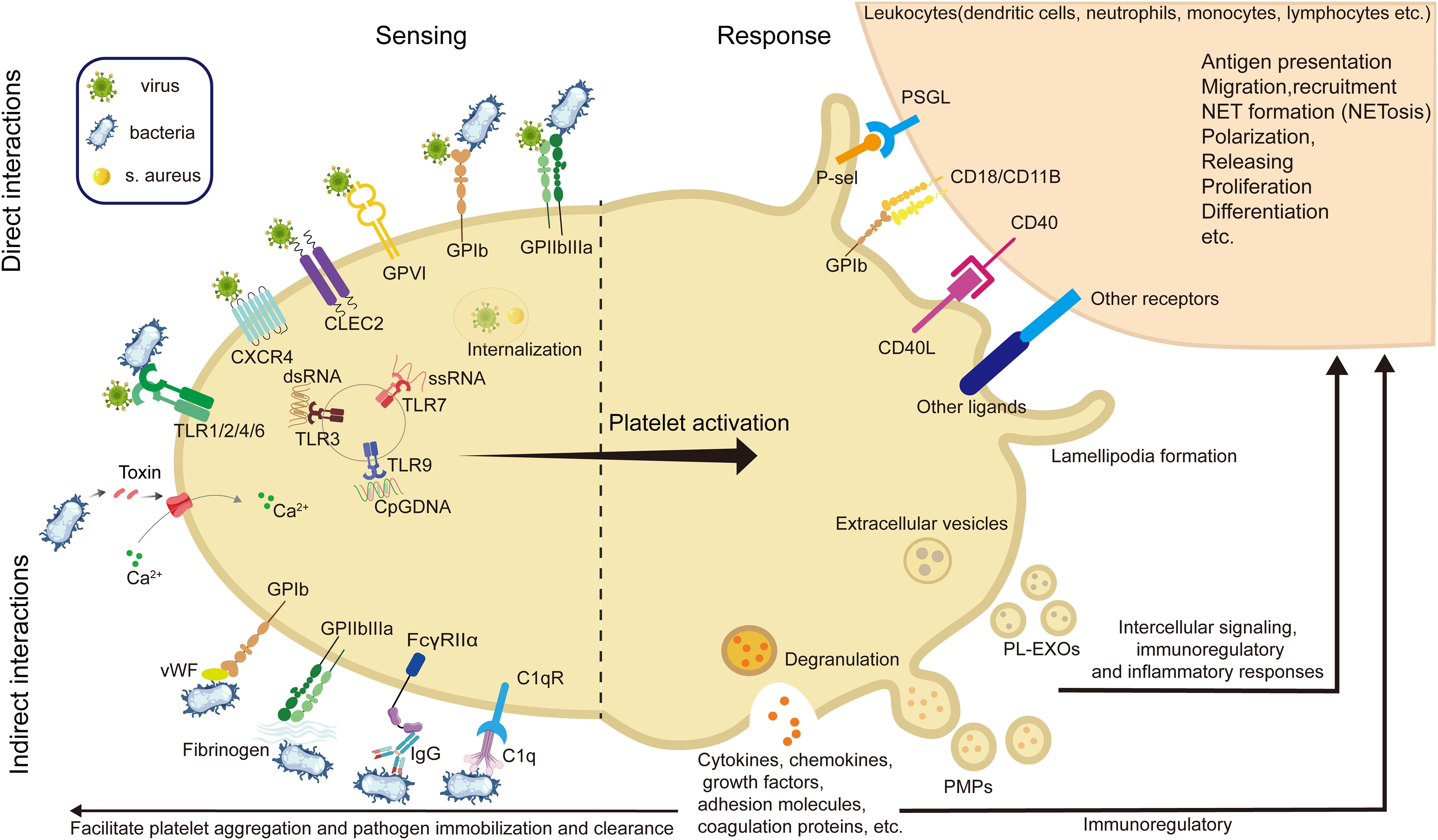 Diagram of platelet interactions with pathogens, showing direct and indirect interactions. Direct interactions include virus and bacteria recognition via receptors like TLR and GPVI. Indirect interactions involve platelet aggregation through molecules like fibrinogen and IgG. Responses include platelet activation leading to immunoregulatory effects, with involvement in antigen presentation and inflammation. Components like cytokines, growth factors, and extracellular vesicles are highlighted.
