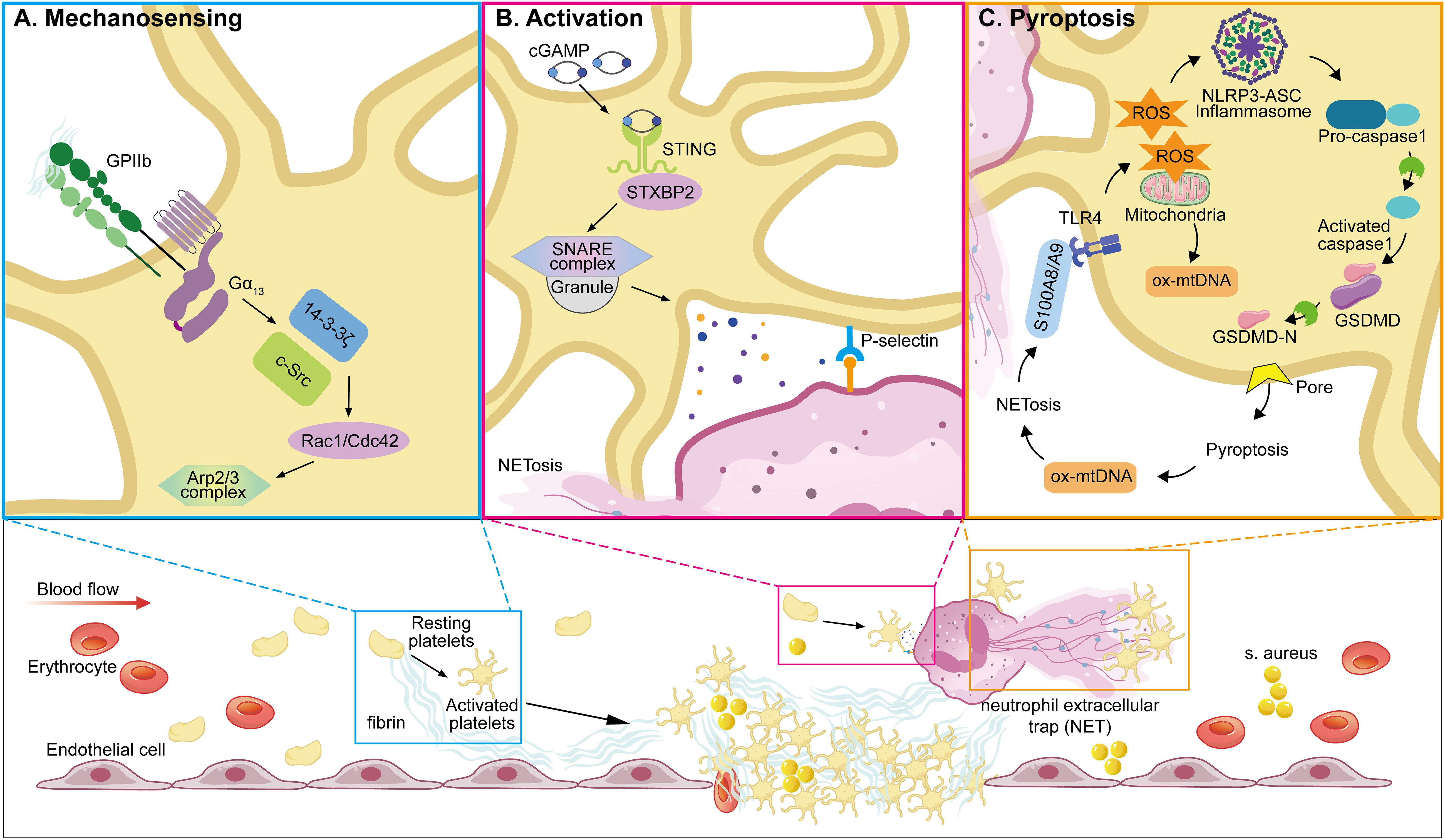 Diagram illustrating platelet functions: A. Mechanosensing shows components like GPIIb and Arp2/3 complex. B. Activation depicts cGAMP, STING, and NETosis. C. Pyroptosis highlights ROS, NLRP3 inflammasome, and GSDMD formation. Lower section shows blood vessels with erythrocytes, platelets, neutrophil extracellular trap, and pathogens like S. aureus.