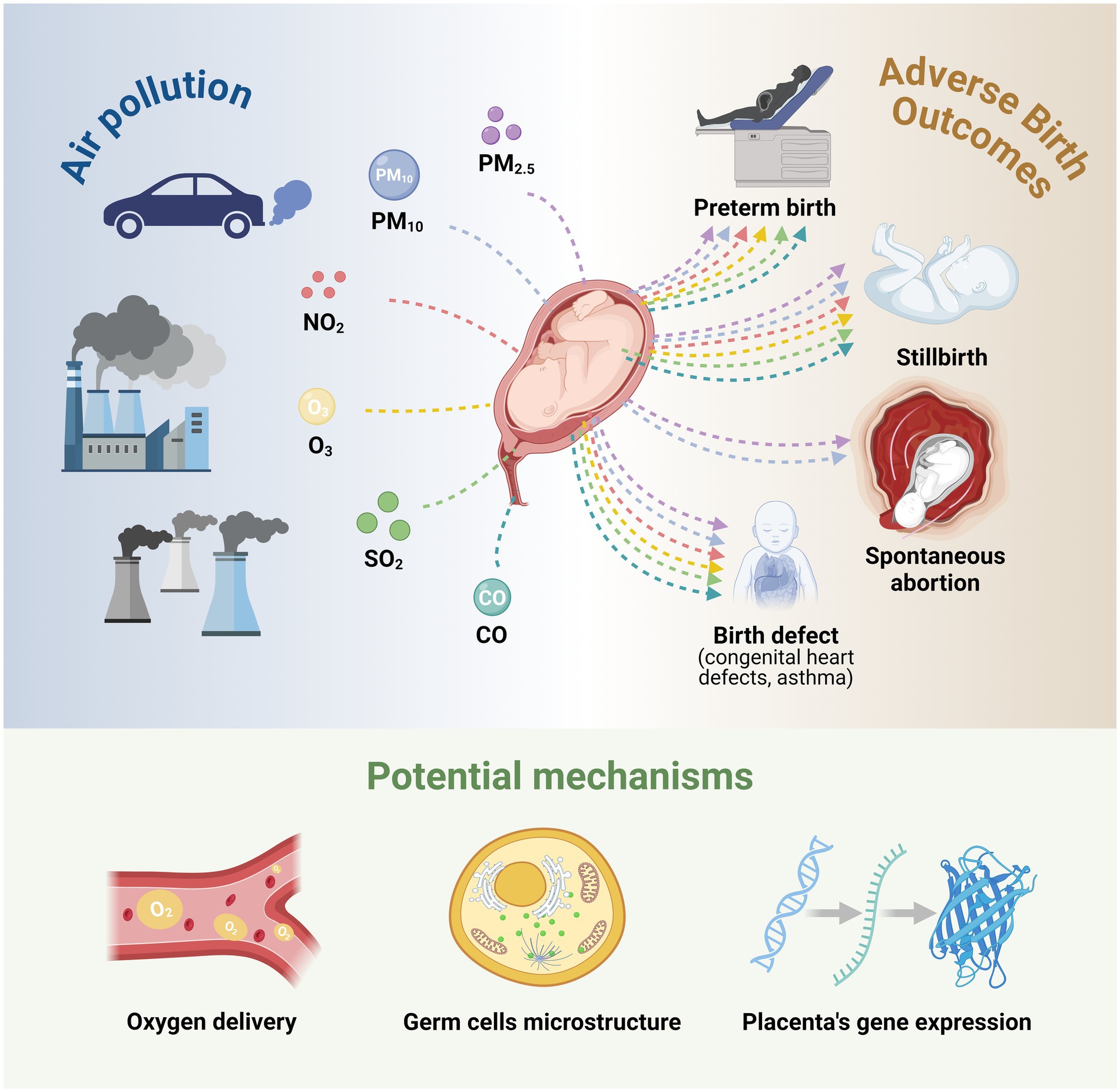 Illustration showing the impact of air pollution on birth outcomes and potential mechanisms. On the left, sources of air pollution include cars and factories emitting pollutants like NO2, O3, SO2, CO, PM10, and PM2.5. These pollutants lead to adverse birth outcomes depicted on the right, such as preterm birth, stillbirth, spontaneous abortion, and birth defects like congenital heart defects and asthma. The bottom panel illustrates potential mechanisms: oxygen delivery, germ cell microstructure, and placenta's gene expression.