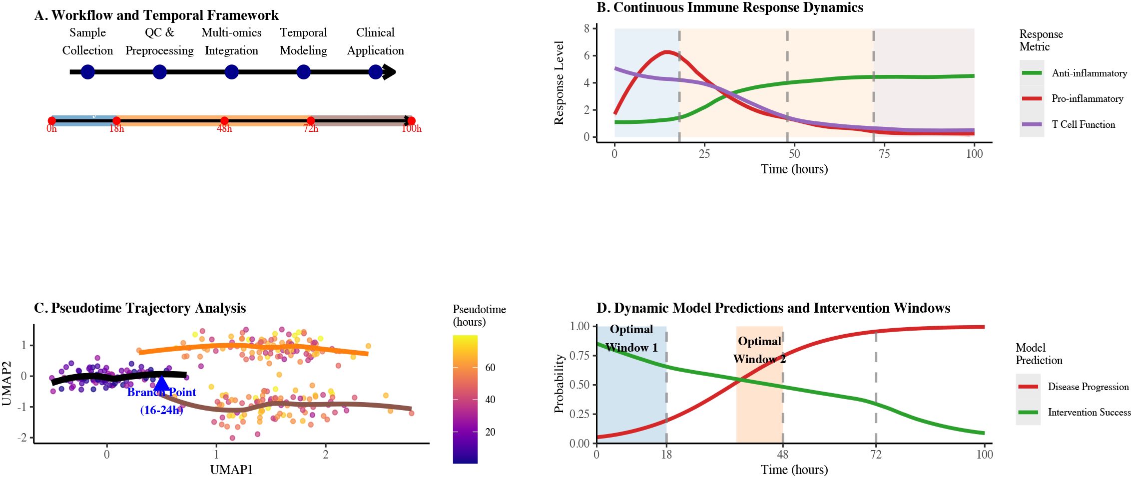 Diagram of a study broken into four panels. Panel A shows a workflow and temporal framework with stages from sample collection to clinical application across 100 hours. Panel B illustrates continuous immune response dynamics with anti-inflammatory, pro-inflammatory, and T cell function levels over time. Panel C depicts a pseudotime trajectory analysis, highlighting a branch point between 16-24 hours with a color gradient indicating pseudotime. Panel D presents dynamic model predictions with intervention windows, showing probabilities of disease progression and intervention success over 100 hours.
