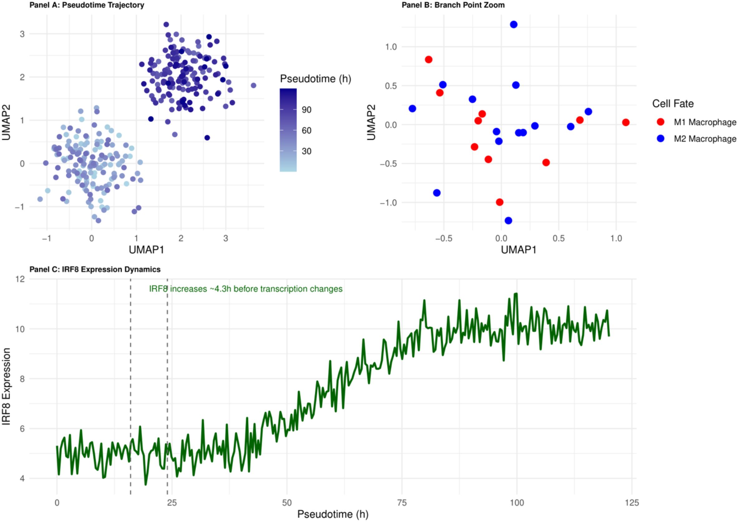 Panel A depicts a pseudotime trajectory with clusters of dots transitioning from light to dark blue. Panel B shows a branch point zoom with red and blue dots representing M1 and M2 macrophages. Panel C illustrates IRF8 expression dynamics over pseudotime, showing an increase approximately 4.3 hours before transcription changes.