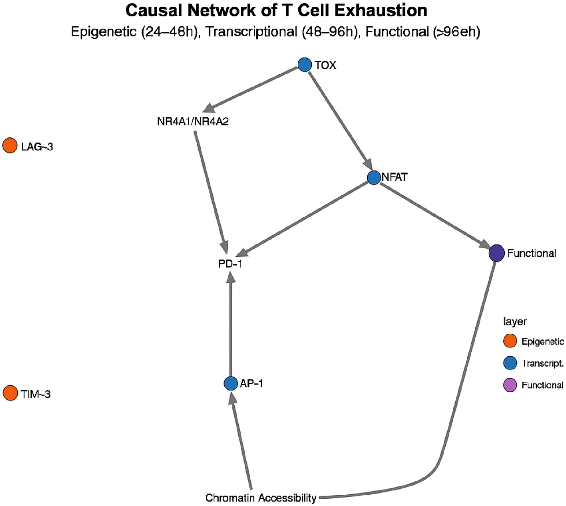 Diagram titled “Causal Network of T Cell Exhaustion” depicting interactions between transcription factors and functional states. Nodes include TOX, NFAT, AP-1, and PD-1, connected by arrows indicating influence. Color-coded layers: epigenetic (LAG-3, TIM-3, orange), transcriptional (TOX, NFAT, AP-1, blue), and functional (purple). Paths illustrate chromatin accessibility impacts.
