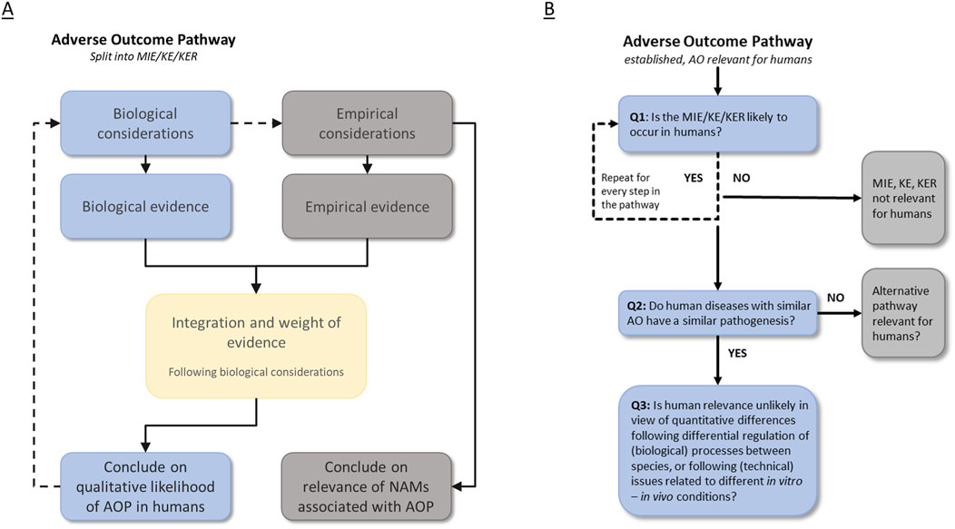 Schematic showing two diagrams labeled A and B representing the Adverse Outcome Pathway. Diagram A consists of steps: Biological considerations, Biological evidence, Empirical considerations, Empirical evidence, Integration and weight of evidence, concluding with the relevance of NAMs and AOP likelihood in humans. Diagram B shows a decision tree with questions assessing the relevance of MIE/KE/KER and AOP in humans, identifying whether alternative pathways may be relevant, and considering differences between species or conditions.