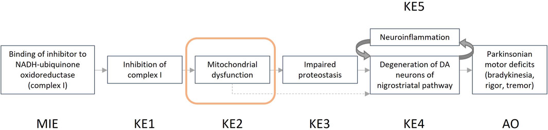 Flowchart depicting the progression from binding of an inhibitor to NADH-ubiquinone oxidoreductase (complex I) leading to inhibition of complex I, mitochondrial dysfunction, impaired proteostasis, neuroinflammation, and degeneration of DA neurons in the nigrostriatal pathway, resulting in Parkinsonian motor deficits such as bradykinesia, rigor, and tremor. Steps are labeled MIE, KE1 to KE5, and AO.