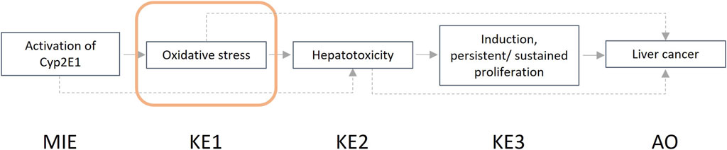 Flowchart depicting the progression from the molecular initiating event (MIE) of Cyp2E1 activation to adverse outcome (AO) of liver cancer. Key events (KE1 to KE3) include oxidative stress, hepatotoxicity, and induction of persistent proliferation. Solid arrows indicate sequential progression, while dashed arrows suggest alternative pathways.