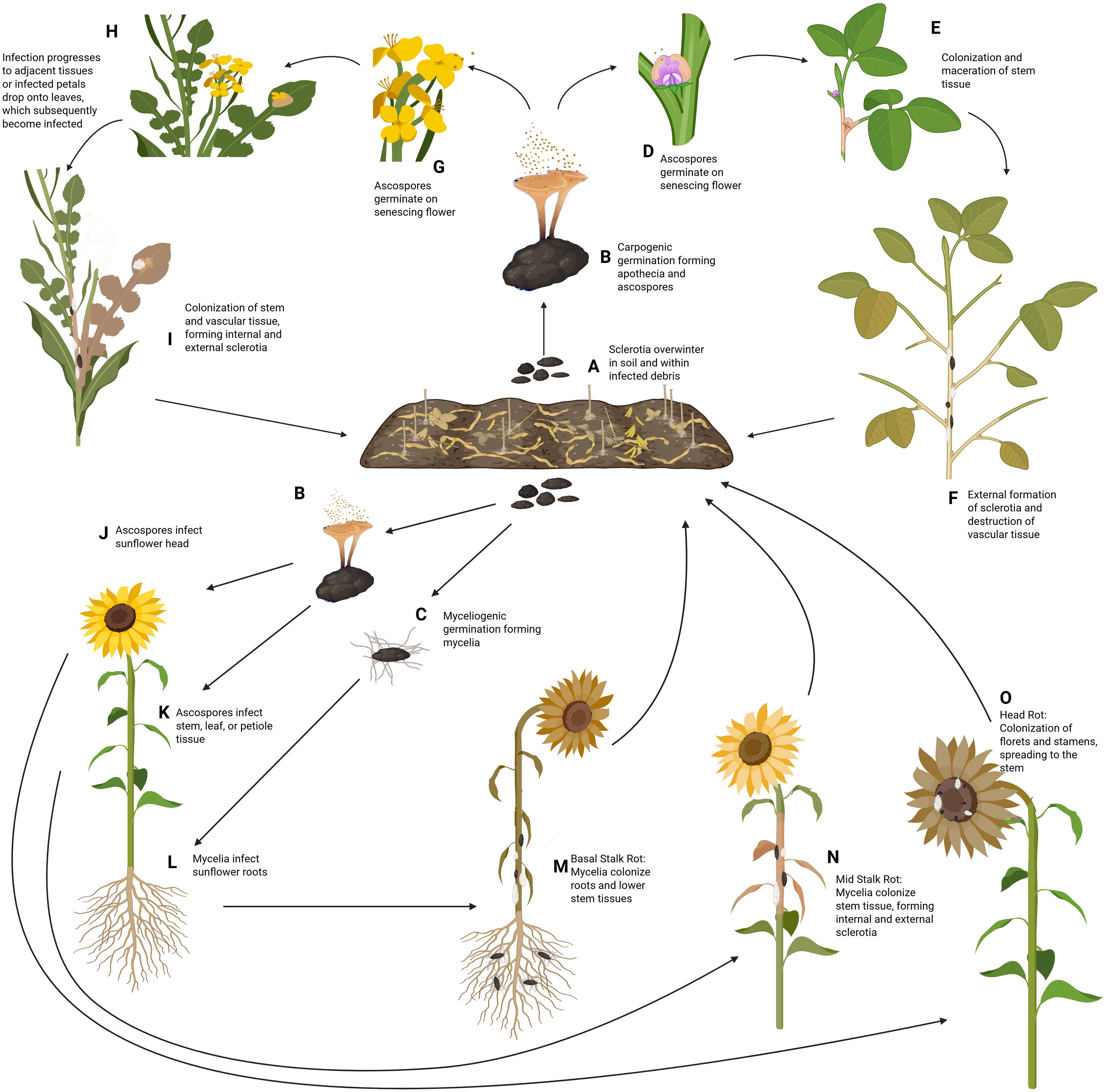 Illustration depicting the life cycle of a parasitic fungus affecting plants, with multiple stages: germination, infection, and colonization. Key activities include ascospores germinating on flowers, infecting sunflower heads, stems, leaves, and roots. The diagram shows how the fungus overwinters in soil as sclerotia, leading to different types of rot such as head rot and stalk rot. Arrows indicate the progression path of the infection, highlighting stages like tissue maceration and formation of mycelia.