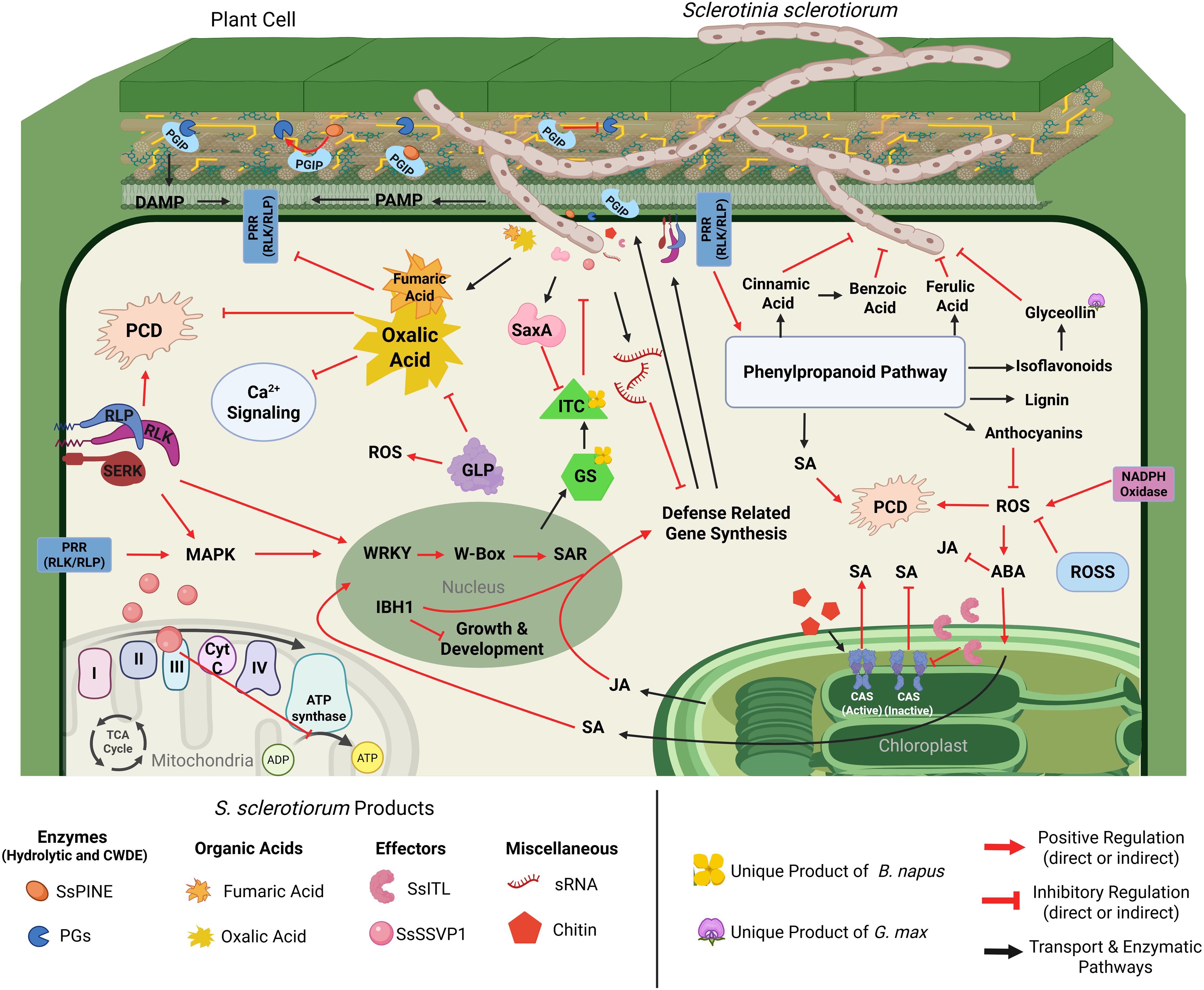 Diagram illustrating the interaction between Sclerotinia sclerotiorum and a plant cell. It details signaling pathways, including MAPK and Ca²⁺, and biochemical processes like the phenylpropanoid pathway. Enzymes and compounds such as oxalic acid and ROS are shown as they influence defense gene synthesis, programmed cell death, and other plant responses. Various products and their roles are categorized, with arrows indicating positive or inhibitory regulations.