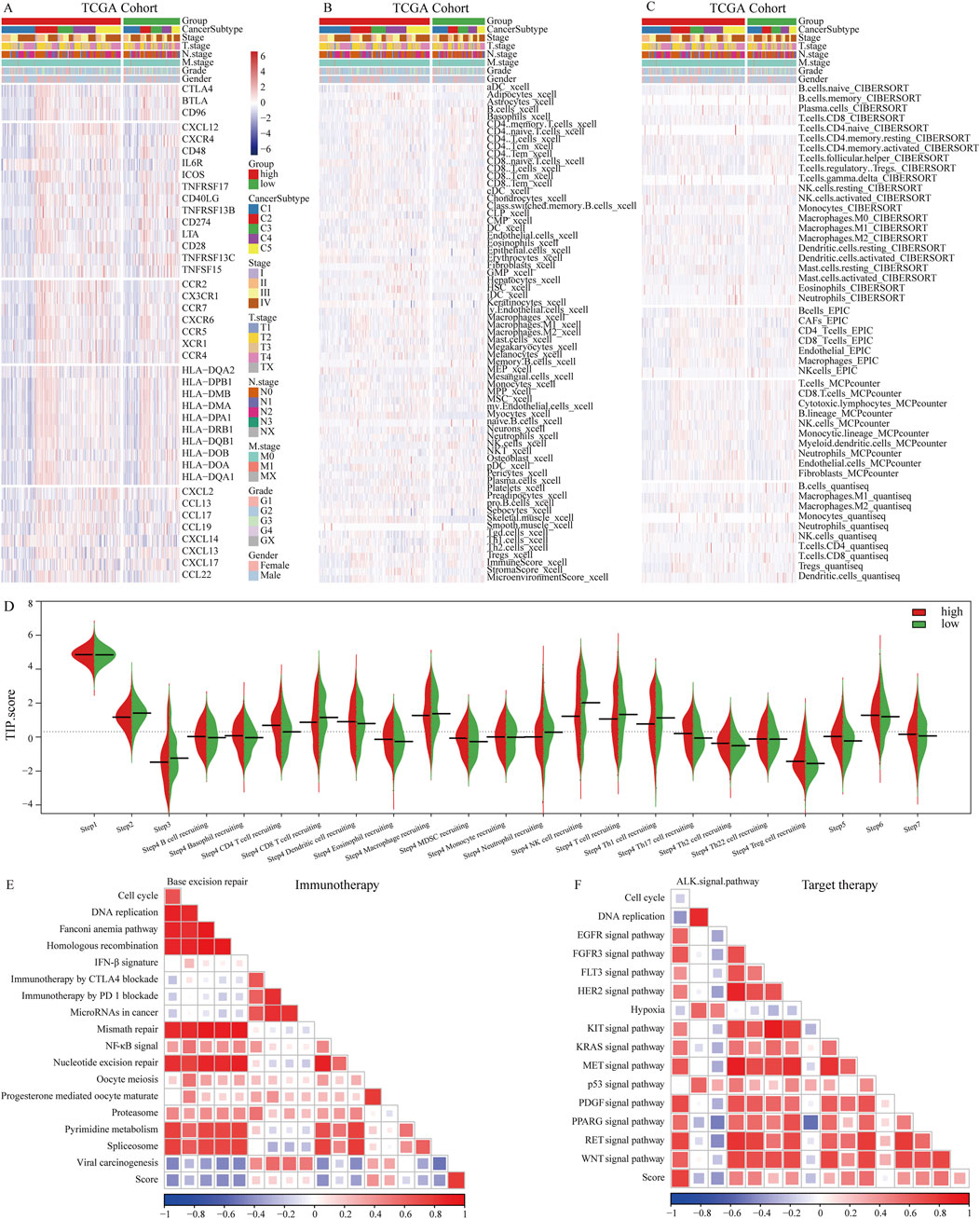 Heatmaps and charts analyzing TCGA cohort data. Panels A, B, and C display heatmaps showing expression levels of genes and cell types across cancer subtypes. Panel D features violin plots comparing TIP scores between high and low groups for various cell types. Panels E and F show correlation matrices for immunotherapy and target therapy pathways, respectively, indicating correlations in blue to red shading.