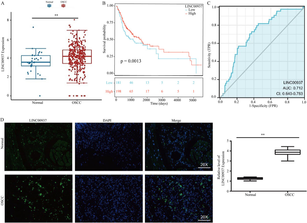 Panel A shows a box plot comparing LINC00937 expression levels between normal and OSCC tissues, indicating higher expression in OSCC. Panel B presents a Kaplan-Meier survival curve, illustrating lower survival probability associated with high LINC00937 expression, significant at p = 0.0013. Panel C features a ROC curve with AUC of 0.712, showing the diagnostic performance of LINC00937. Panel D displays immunofluorescence images of LINC00937 and DAPI staining in normal and OSCC tissues, with corresponding box plots demonstrating increased LINC00937 expression in OSCC.