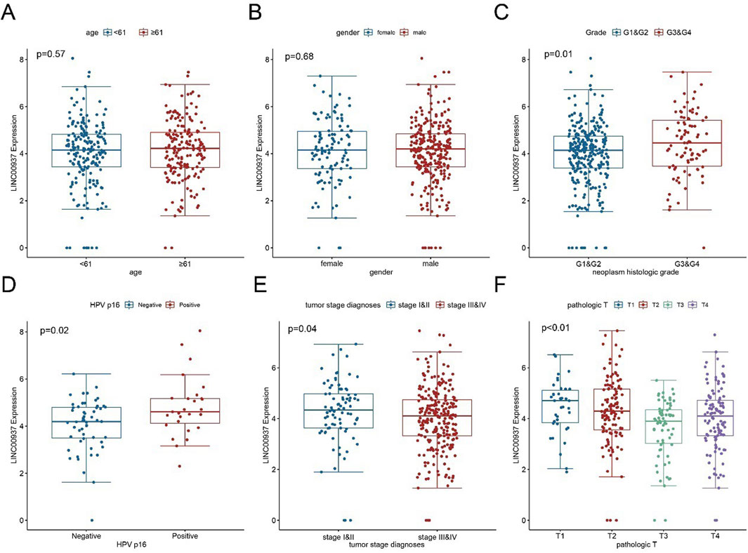 Box plots labeled A to F depict LINC00337 expression based on different variables. A: Age groups below and above sixty-one, p=0.57. B: Gender, male versus female, p=0.68. C: Neoplasm histologic grade, G1&G2 versus G3&G4, p=0.01. D: HPV p16 status, negative versus positive, p=0.02. E: Tumor stage diagnoses, stage I&II versus stage III&IV, p=0.04. F: Pathologic T stages T1 through T4, p<0.01. Data points show distributions and differences in expression levels.