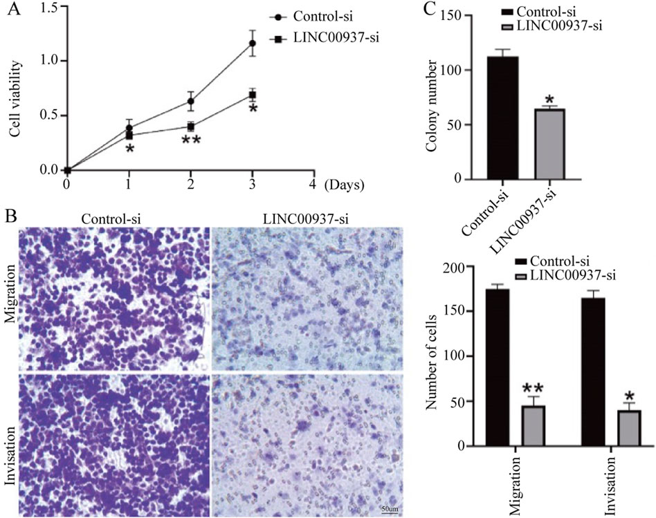 Graphs and images illustrate the impact of LINC00937-si on cell viability, migration, invasion, and colony formation compared to Control-si. Panel A shows a line graph with LINC00937-si reducing cell viability significantly over four days. Panel B presents photographs revealing fewer migrated and invaded cells with LINC00937-si. Panel C includes bar charts demonstrating decreased colony numbers and cell viability in migration and invasion assays for LINC00937-si, marked by asterisks indicating statistical significance.
