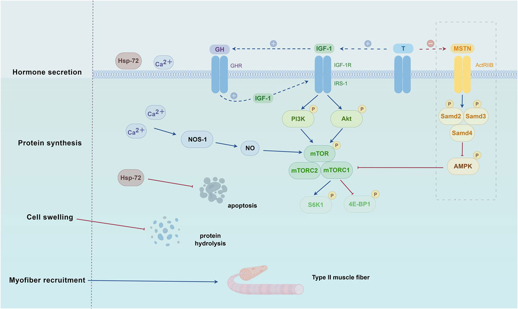 Diagram of cellular signaling pathways involved in hormone secretion, protein synthesis, cell swelling, and myofiber recruitment. Components include GH, IGF-1, Ca²⁺, Hsp-72, mTORC1/2, and MSTN. Pathways indicate activation and inhibition relationships. Arrows and symbols depict molecular interactions leading to processes such as apoptosis and muscle fiber recruitment.