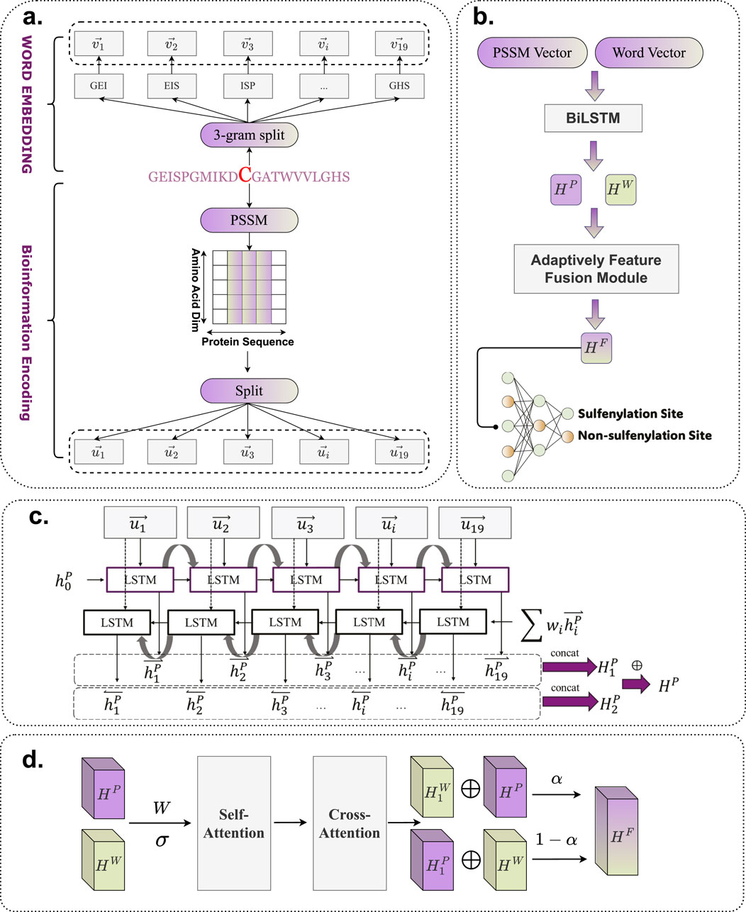 Diagram illustrating a bioinformatics model for sulfenylation site prediction. Panel a shows word embedding and bioinformatic encoding using a 3-gram split and PSSM. Panel b details the feature fusion module with BiLSTM processing. Panel c depicts the BiLSTM architecture with LSTM layers combining sequences. Panel d explains the attention mechanism with self and cross-attention leading to final prediction. The model predicts sulfenylation and non-sulfenylation sites.