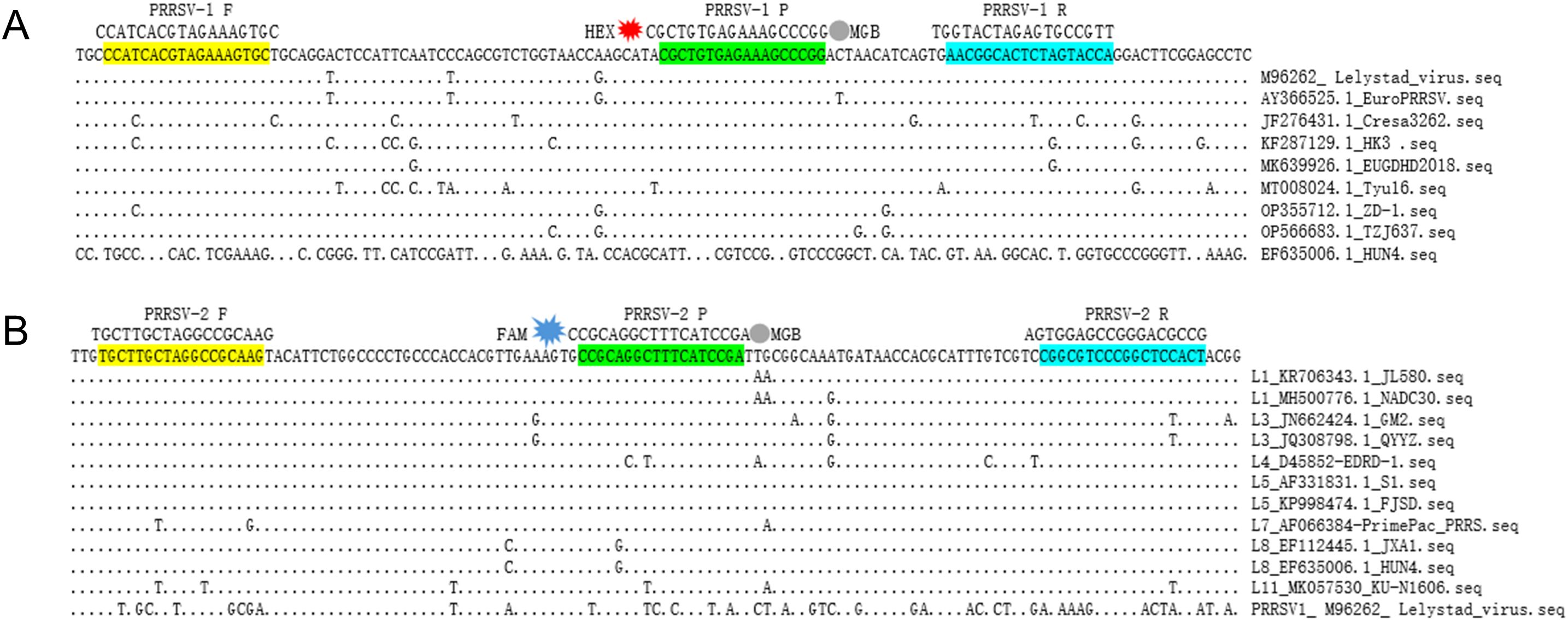 Sequence alignment diagrams labeled A and B depict PRRSV-1 and PRRSV-2 genetic sequences respectively. Key elements include highlighted sections in yellow, green, and blue, representing various primer and probe locations. Additional annotations such as “HEX” and “FAM” indicate fluorescent markers. Dots represent sequence alignment positions, while sequence identifiers and accession numbers are listed on the right.
