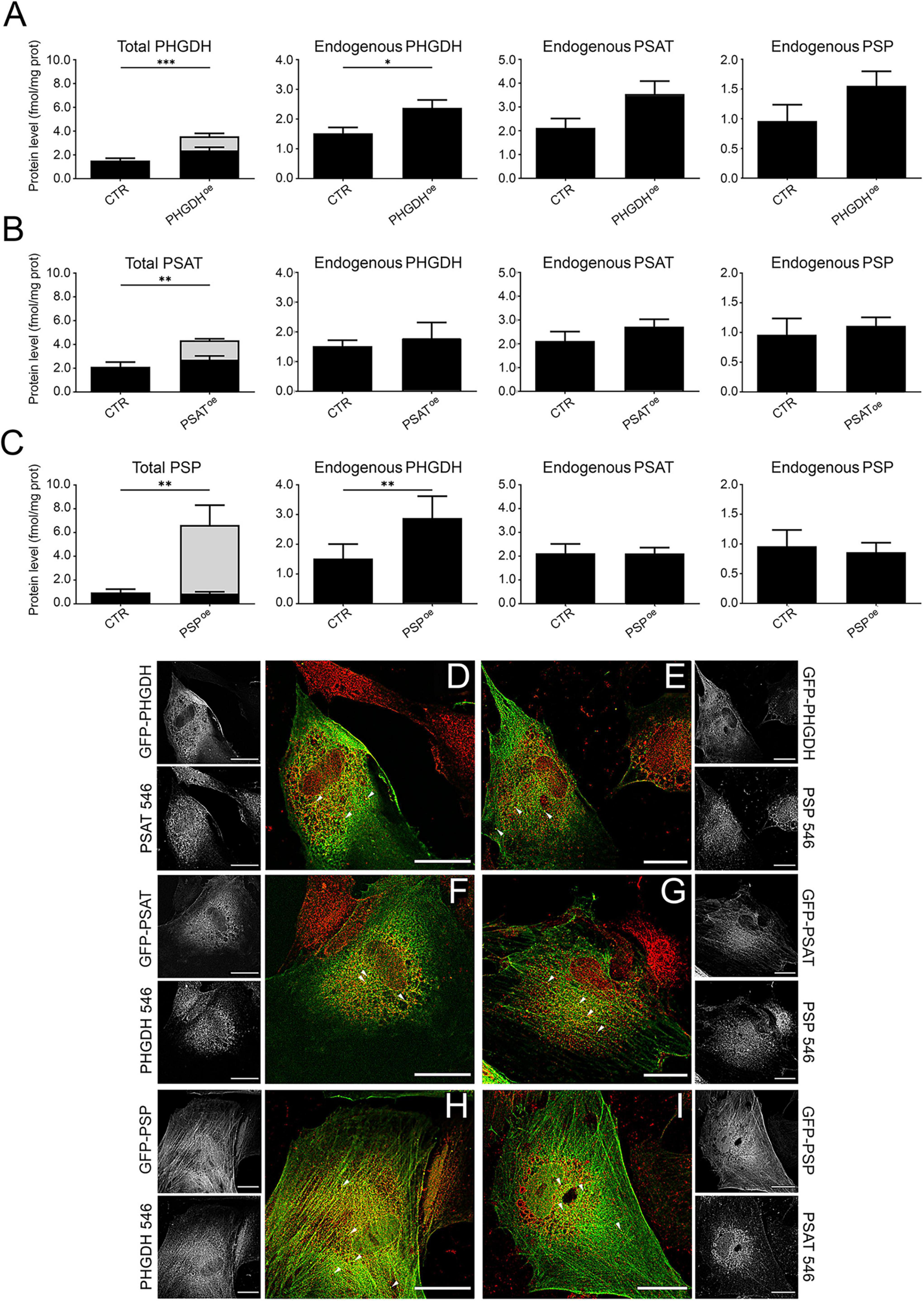 Western blot quantification and immunofuorescence analysis of protein with GFP or immunolocalized using appropriate antibodies conjugated to a 546 fluorophore. Panels A-C show bar graphs of PHGDH, PSAT, and PSP protein levels in different conditions, with statistical significance indicated. Panels D-I display confocal microscopy images of proteins tagged with GFP or immunolocalized using appropriate antibodies conjugated to a 546 fluorophore, highlighting protein localization in cells.