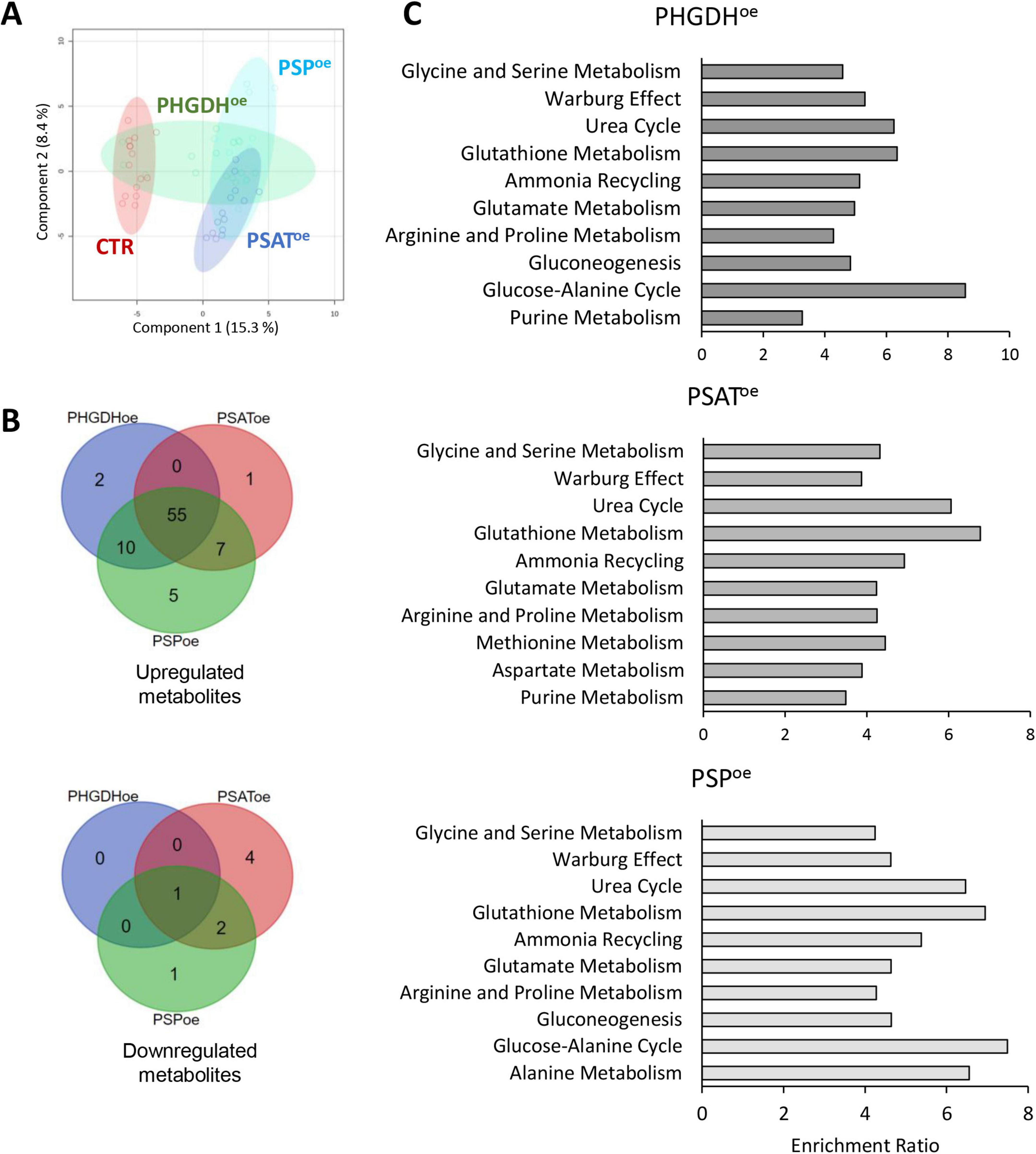 A composite image with three panels: Panel A shows a PCA plot with clusters labeled PHGDHoe, PSAToe, and CTR. Panel B presents Venn diagrams for upregulated and downregulated metabolites across PHGDHoe, PSAToe, and PSPoe, with intersecting and unique numbers. Panel C features two bar graphs comparing enrichment ratios of different metabolic pathways for for PHGDHoe, PSAToe and PSPoe, listing pathways such as Glycine and Serine Metabolism, Warburg Effect, and Urea Cycle.