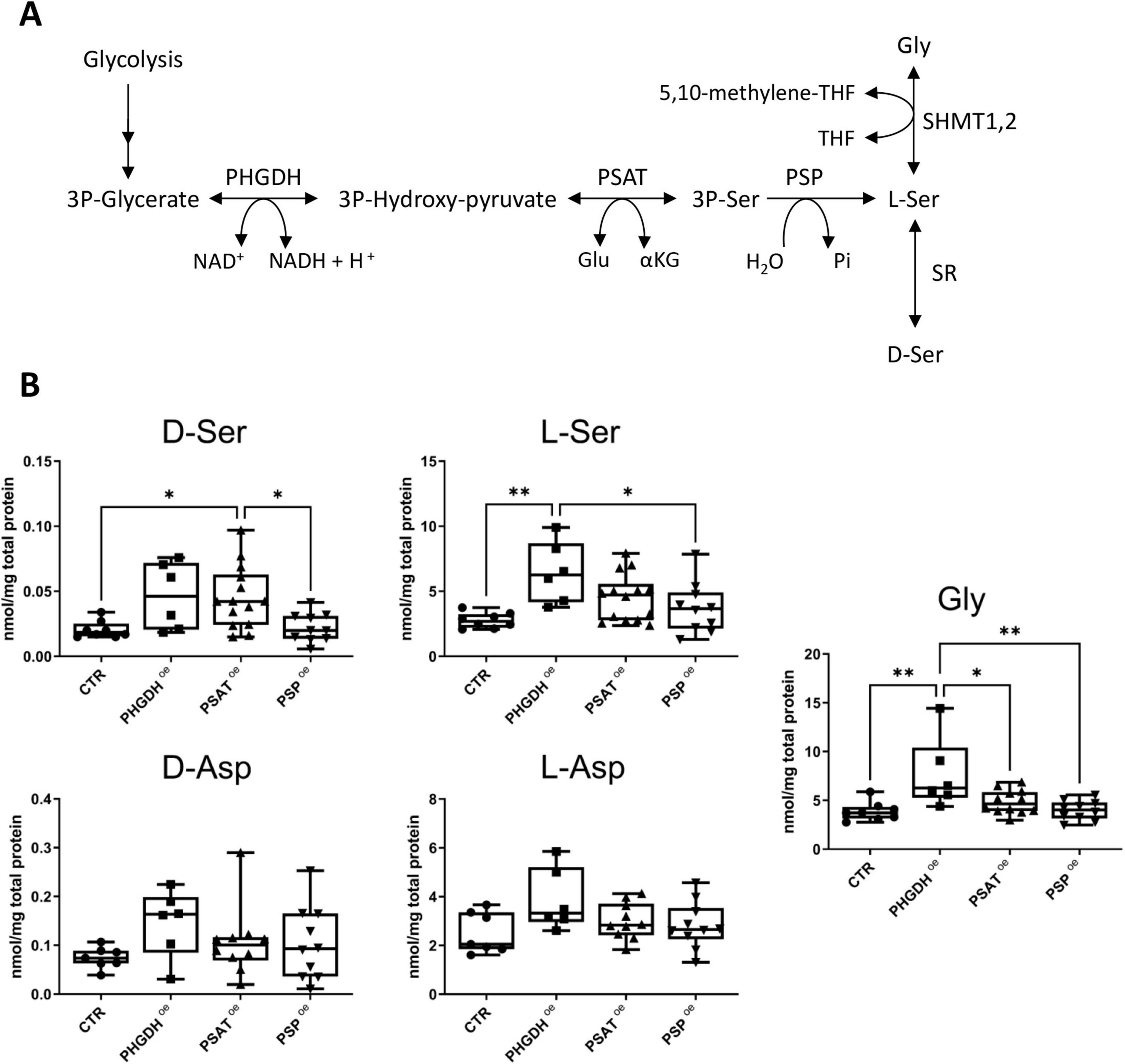 Diagram A illustrates a biochemical pathway converting 3P-Glycerate to L-Ser and D-Ser, involving enzymes like PHGDH, PSAT, and PSP. Diagram B shows box plots comparing nmol/mg total protein levels of D-Ser, L-Ser, Gly, D-Asp, and L-Asp for CTR, PHGDHoe, PSAT^oe and PSP^oe. Statistical significance is indicated by asterisks.