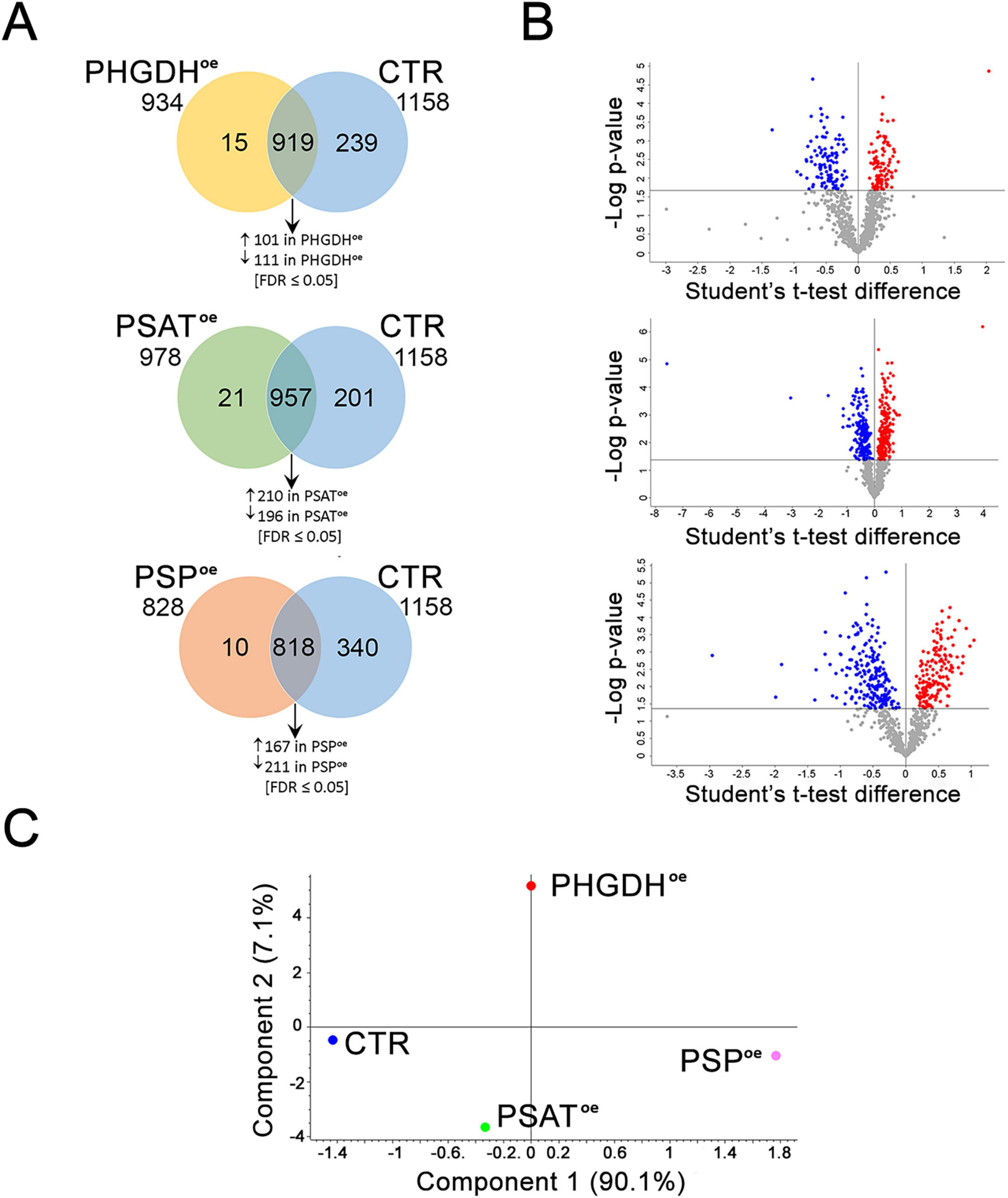 Panel A shows three Venn diagrams comparing PHGDHoe, PSAToe, PSPoe with CTR, highlighting shared and unique proteins and showing increases and decreases with FDR < 0.05. Panel B features three volcano plots with Student’s t-test differences on the x-axis and -log p-values on the y-axis, marking significant data points. Panel C presents a scatter plot examining components 1 and 2 of protein data, differentiating PHGDHoe, PSAToe, PSPoe, and CTR with color-coded dots and axes labeled with percentage variance.