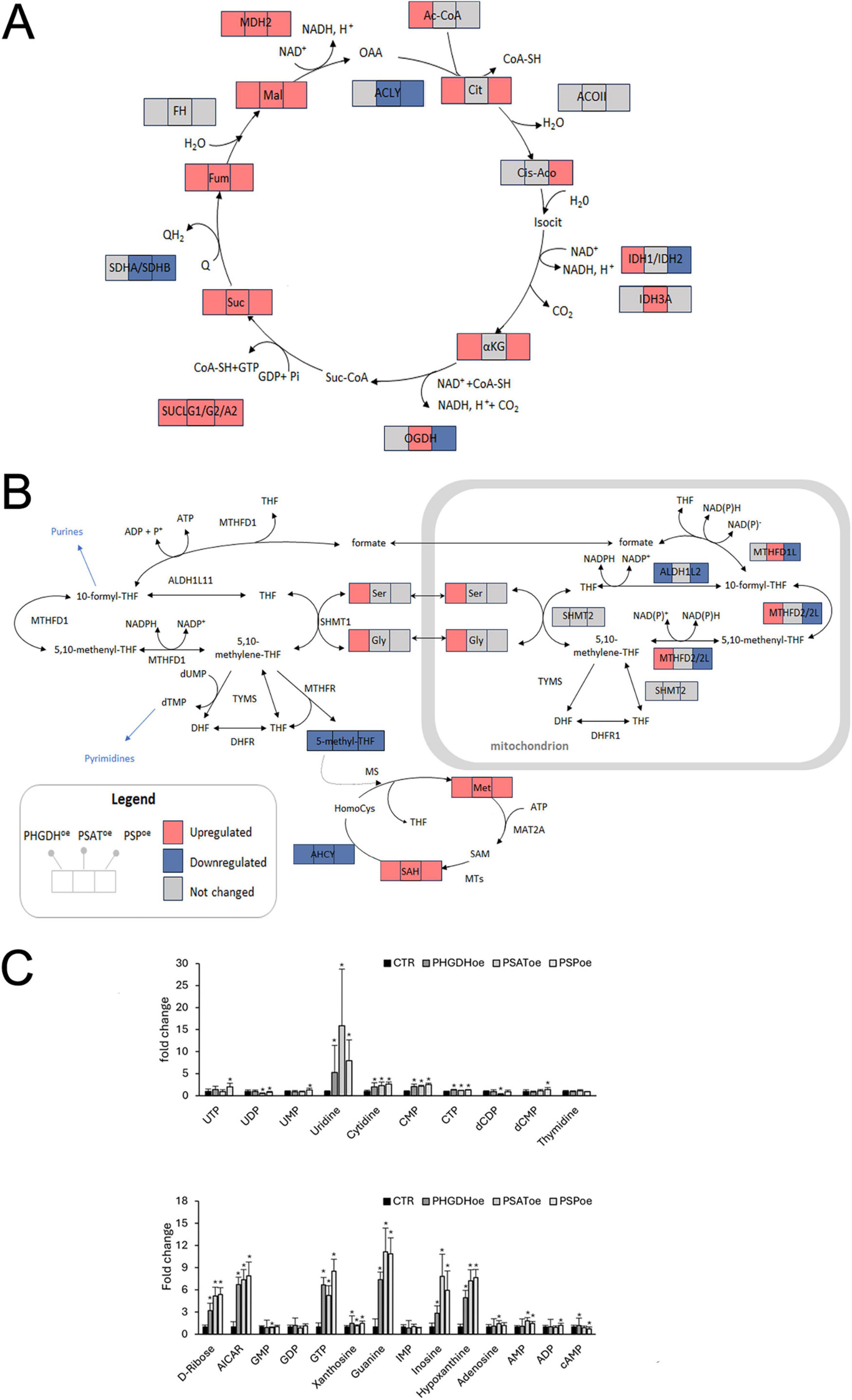 Multifaceted diagram showing metabolic pathways and data visualization. Panel A illustrates the citric acid cycle with enzymes labeled, indicating upregulation in red, downregulation in blue, and unchanged in gray. Panel B displays the folate cycle with similar color coding, including a mitochondrion section. Panel C consists of bar graphs representing fold changes in nucleotide and metabolite levels across different conditions, denoted by different patterns and colors. A legend clarifies color-coding and experimental conditions.