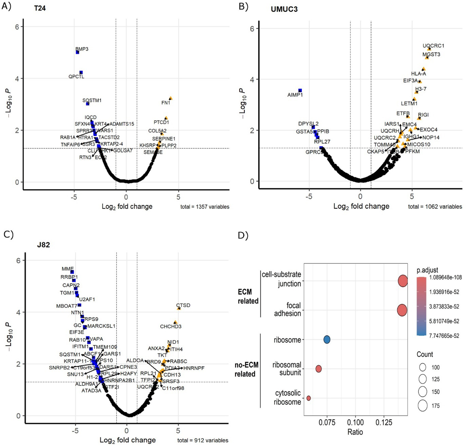 Four panels detail differential expression analysis and functional enrichment. Panels A, B, and C display volcano plots for T24, UMUC3, and J82 cell lines, depicting Log2 fold change against -Log10 p-values. Significant genes are highlighted. Panel D shows a bubble plot of enriched pathways categorized as ECM or no-ECM related, with bubble size representing gene count and color indicating adjusted p-values.