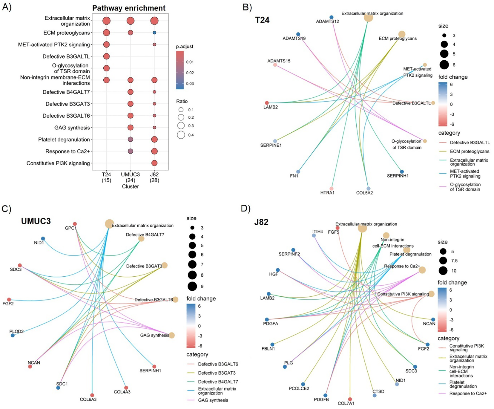 Pathway enrichment analysis with four panels. A) Dot plot shows enrichment of pathways for T24, UMUC3, and J82 clusters, with dot size representing ratio and color indicating p-adjust values. B-D) Network plots for T24, UMUC3, and J82 clusters, respectively. Nodes represent genes, edges indicate interactions, and node size and color denote size and fold change. Pathways are categorized, such as extracellular matrix organization and PI3K signaling, with color-coded edges.
