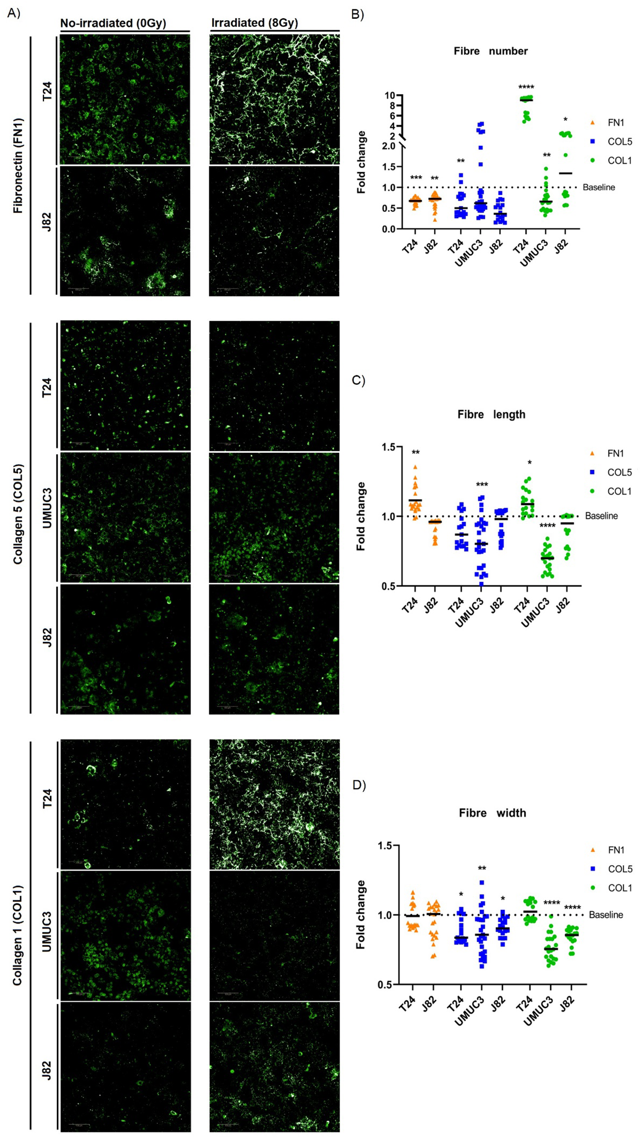 Fluorescent microscopy images and bar graphs depict extracellular matrix proteins under different conditions. Images show fibronectin (FN1), collagen 5 (COL5), and collagen 1 (COL1) expression in T24, UMUC3, and J82 cells, both non-irradiated and irradiated. Graphs display fold change in fiber number, length, and width, with statistical significance denoted by asterisks. Fiber number increases significantly post-irradiation, especially in FN1 and COL1. Fiber length and width show varying changes across cell lines, emphasizing differences in protein expression due to irradiation.