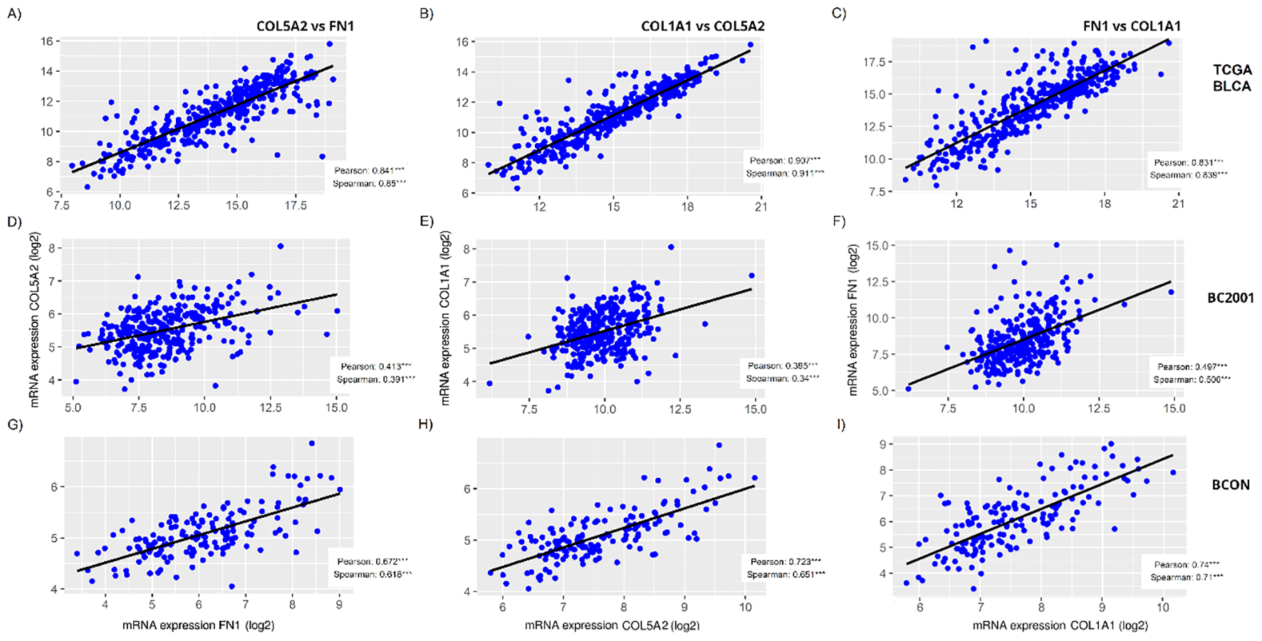 Nine scatter plots illustrate correlations between mRNA expressions of different genes. Graphs A, B, and C show high correlation coefficients (Pearson and Spearman) between COL5A2, FN1, and COL1A1 in the TCGA BLCA dataset. Graphs D, E, and F depict lower correlations for the same genes in the BC2001 dataset. Graphs G, H, and I present moderate correlations in different pairings of FN1, COL5A2, and COL1A1 in the BCON dataset. Each graph includes a trend line and correlation values.