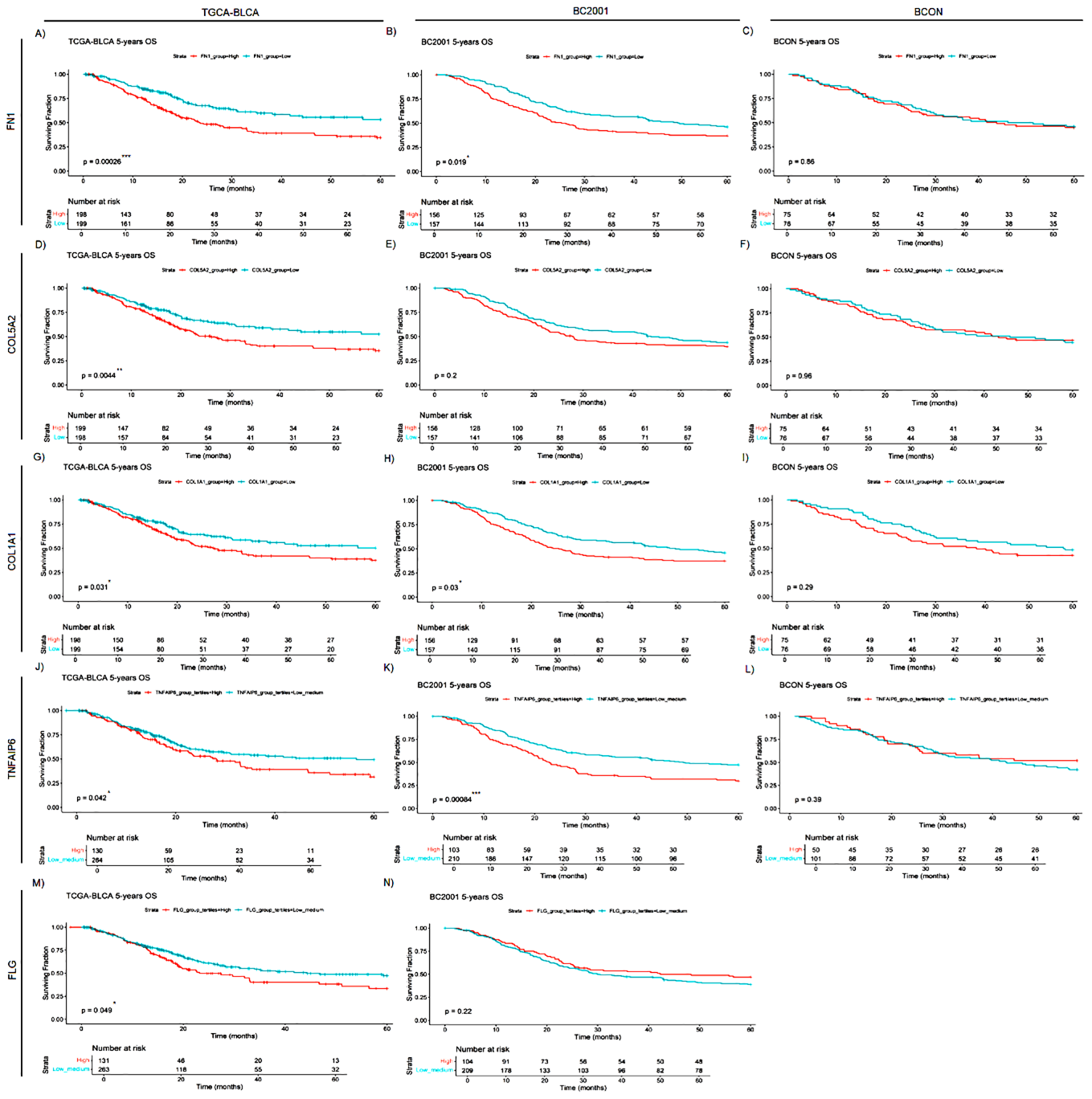 A series of Kaplan-Meier survival curves compare overall survival rates for different gene expressions across three studies: TGCA-BLCA, BC2001, and BCON. Different plots show survival over time with distinctions made between high and low gene expression groups, marked by red and blue lines. P-values indicate statistical significance of differences. Panels are labeled A through N, each representing different genes or combinations thereof. The x-axis indicates time in months, and the y-axis shows survival probability. Each graph provides the number of individuals at risk at various time points.