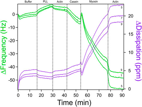 Graph showing representative QCM-D measurements of actomyosin bundle assembly over time, with plots of frequency change (green) and dissipation change (purple) for overtones 5, 7, and 9. Time is on the x-axis, and changes in frequency and dissipation are on the y-axes. The plot demonstrates differences in signal quality across overtones, highlighting overtone 7 as having the optimal signal-to-noise ratio used for subsequent analysis.