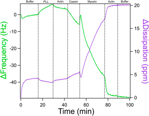 Graph showing changes in frequency (green line) and dissipation (purple line) over time. The x-axis represents time in minutes, while the y-axes show frequency in hertz and dissipation in ppm. The plot is divided into sections labeled Buffer, PLL, Actin, Casein, Myosin, Actin, and Buffer, indicating different phases in the experiment.