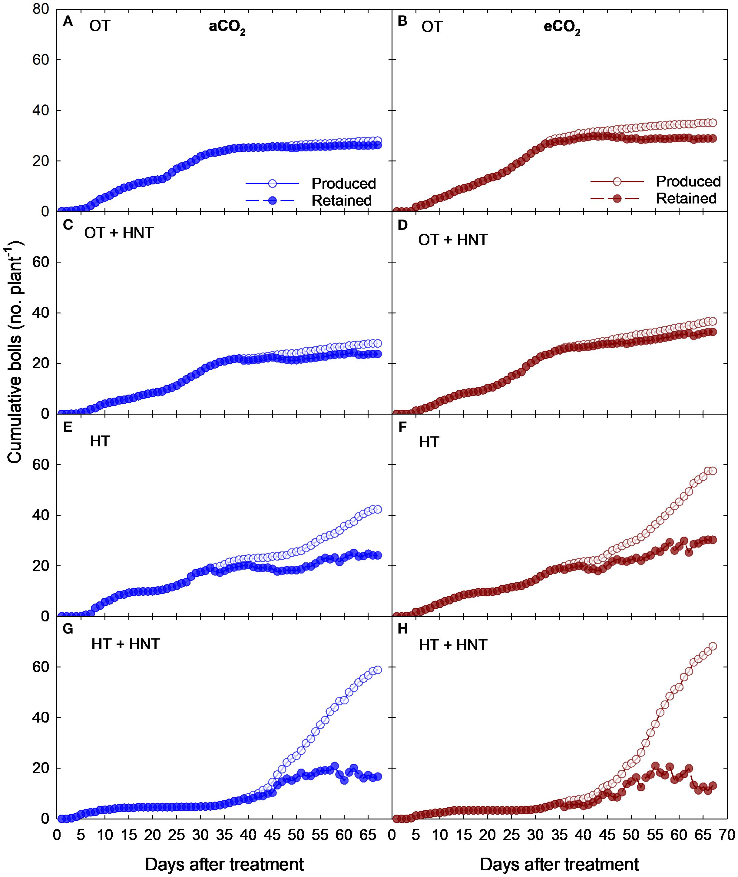 Eight-panel graph showing cumulative bolls produced and retained per cotton plant under varying conditions over 68 days. Conditions are labeled as OT: 33/21°C, OT+HNT: 33/24°C, HT: 36/24°C, and HT+HNT: 36/28°C, with aCO2 (425 ppm) and eCO2 (725 ppm) environments. Panels A, C, E, and G use blue lines and represent under aCO2; Panels B, D, F, and H use red and represent under eCO2. The graphs indicate trends in boll production and retention over time.