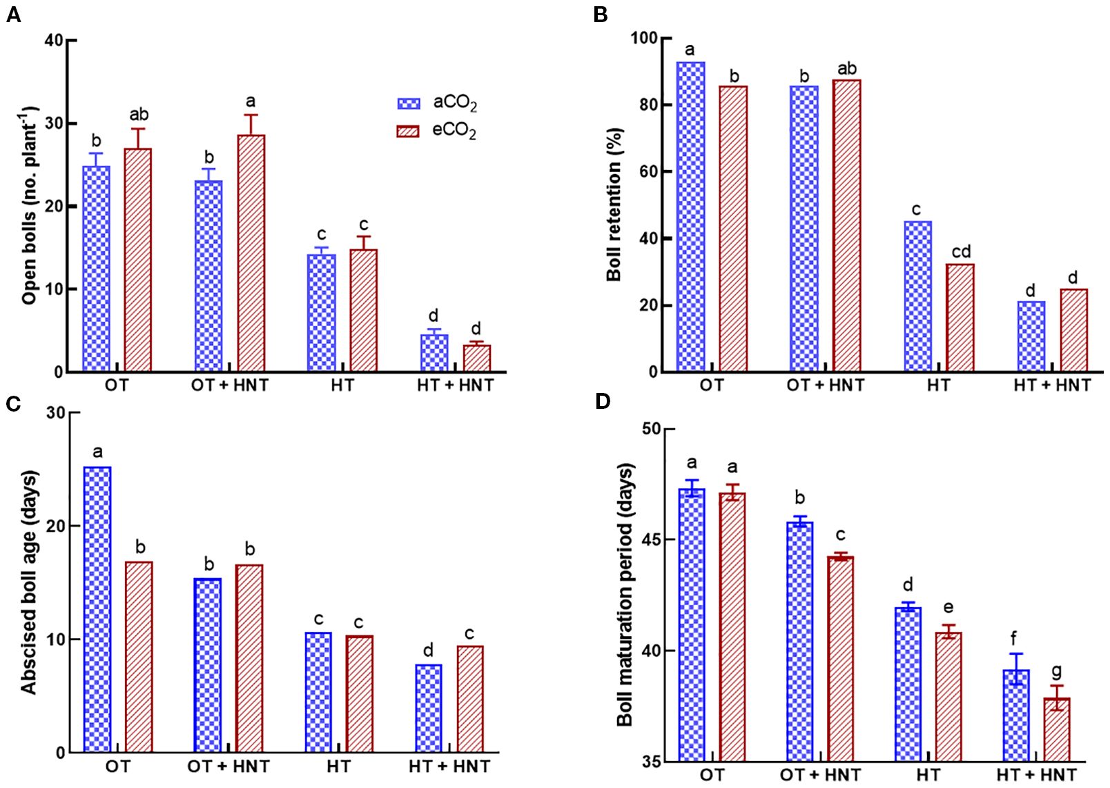Bar graphs A to D compare the effects of elevated and ambient CO2 on cotton plants under different temperature conditions (OT: 33/21°C, OT+HNT: 33/24°C, HT: 36/24°C, HT+HNT: 36/28°C). Graph A shows open bolls per plant, graph B displays boll retention percentages, graph C presents abscised boll age in days, and graph D illustrates the boll maturation period in days. The charts have bars labeled OT, OT + HNT, HT, HT + HNT for both ambient CO2 (blue) and elevated CO2 (red). Distinct letters denote statistical differences among treatments.