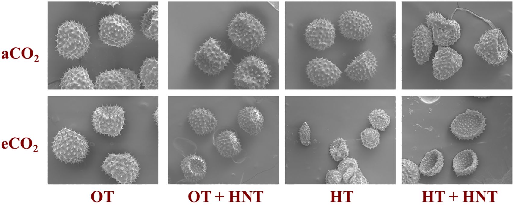 Microscopic images show pollen grains under different conditions. Top row labeled “aCO2” and bottom “eCO2”. Columns represent treatments: OT: 33/21°C, OT+HNT: 33/24°C, HT: 36/24°C, and HT+HNT: 36/28°C. Each image displays round, spiky pollen grains with changes in surface texture and shape.