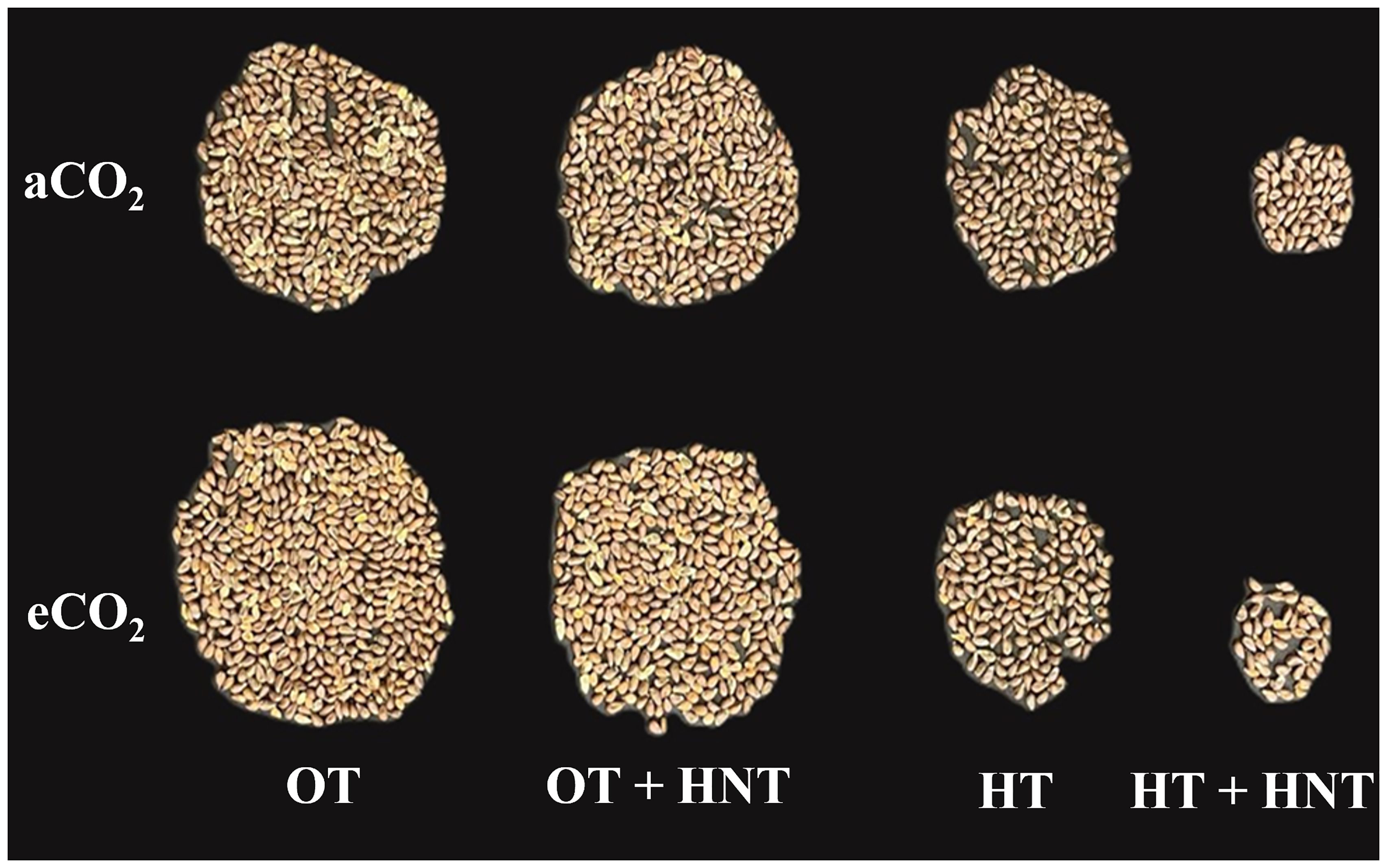 Groups of seeds are shown in a black background, labeled with conditions: aCO2 and eCO2 vertically, and OT: 33/21°C, OT+HNT: 33/24°C, HT: 36/24°C, and HT+HNT: 36/28°C horizontally. The quantity and size of seeds vary between conditions.