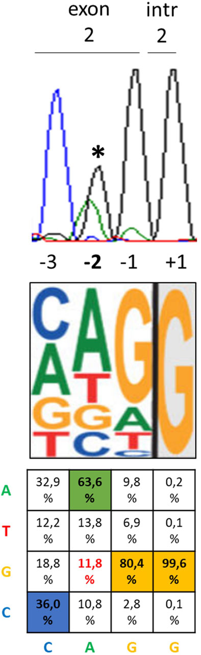 Genetic sequence analysis with three components. The top section shows a chromatogram with peaks labeled exon and intron. The middle section has colored letters representing nucleotide bases (A, T, G, C) in a pattern. The bottom section is a grid with color-coded percentages corresponding to each base (A, T, G, C) for positions indicated as minus three to plus one.