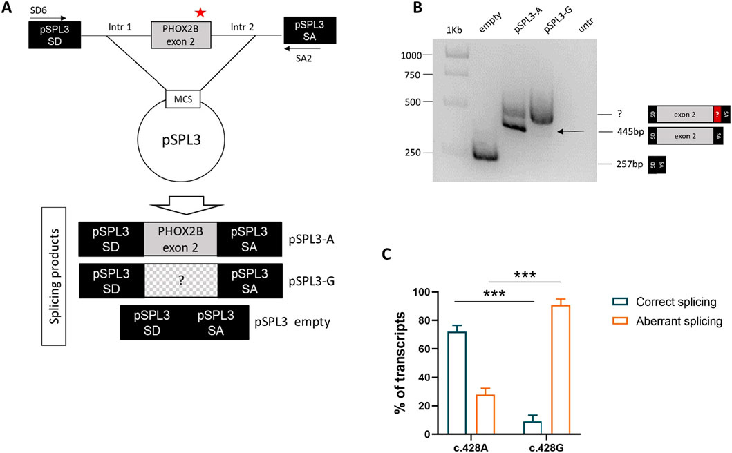 Diagram and chromatograms showing genetic structure and sequencing results. Top diagrams illustrate pSPL3-A and pSPL3-G constructs, highlighting a cryptic donor site in PHOX2B exon 2 with a marked intron 2 region. Bottom chromatograms compare sequences c.428A, which aligns with PHOX2B ex2 and pSPL3 SA, and c.428G, which includes PHOX2B intron 2. Peaks represent nucleotide bases, indicating sequence variations.