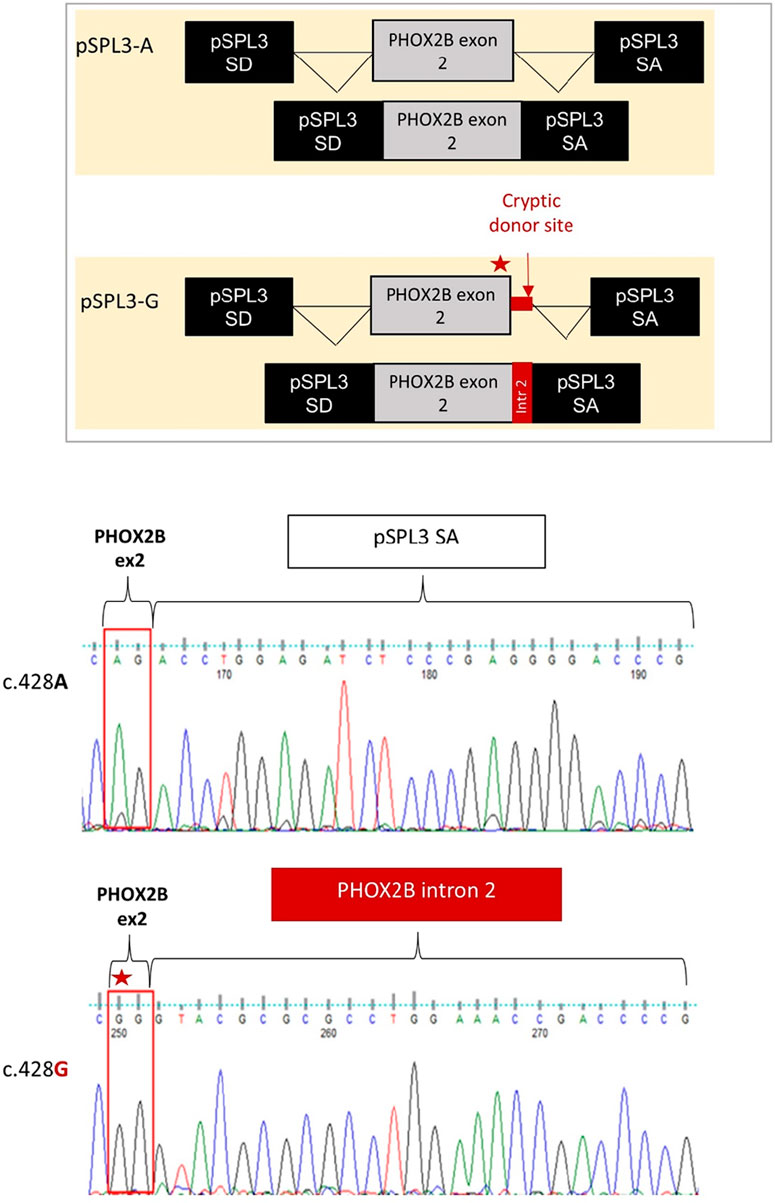 Diagram A shows the correlation between NPArMs in PHOX2B domains and CCHS phenotypes, indicating variant severity from CCHS±HSCR to CCHS+HSCR+NB. Diagram B illustrates different effects of exon 2 PHOX2B missense mutations, depicting normal, less, and aberrant transactivation. Wild Type (WT) has 100% WT protein and normal transactivation. CCHS+HSCR shows reduced transactivation with 50% WT protein. CCHS+HSCR+NB indicates aberrant transactivation with 50% WT and 50% mutant protein.
