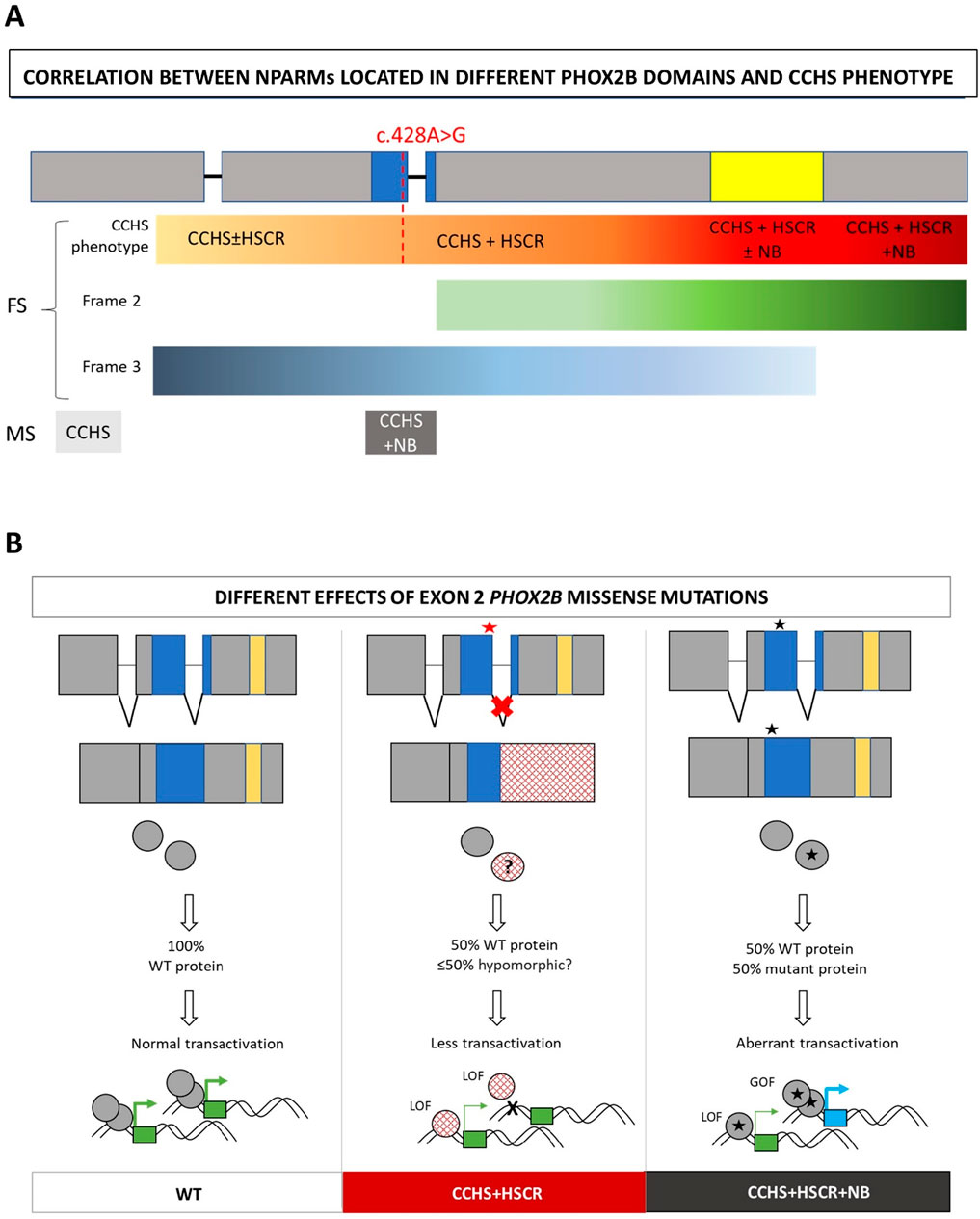 Diagram of PHOX2B gene variants associated with various phenotypes. The gene is depicted with positions marked for deletions, insertions, and mutations. Variants are color-coded according to phenotypes: orange for CCHS isolated, red for CCHS with HSCR, purple for CCHS with TSNS or HSCR with TSNS, green for HSCR with TSNS, dark blue for HSCR alone, and teal for TSNS alone. Regions are highlighted for in-frame duplications and polyalanine expansions.