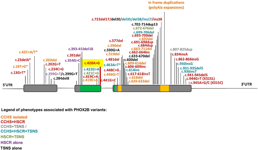 Diagram showing (A) the splicing of PHOX2B exon 2 inserted into pSPL3 with schematic design and outcomes for variants pSPL3-A, pSPL3-G, and empty pSPL3. (B) Gel electrophoresis image with lanes labeled for different constructs, showing splicing results at different band positions. (C) Bar chart comparing percentages of correct and aberrant splicing in constructs c.428A and c.428G, with significant differences indicated by asterisks.