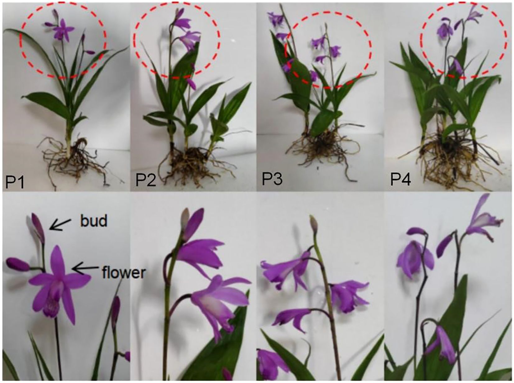 Four panels labeled P1 to P4 show plants with purple flowers, each exhibiting different growth stages. Red dashed circles highlight floral structures. Below, close-up images depict labeled buds and flowers, emphasizing development stages.
