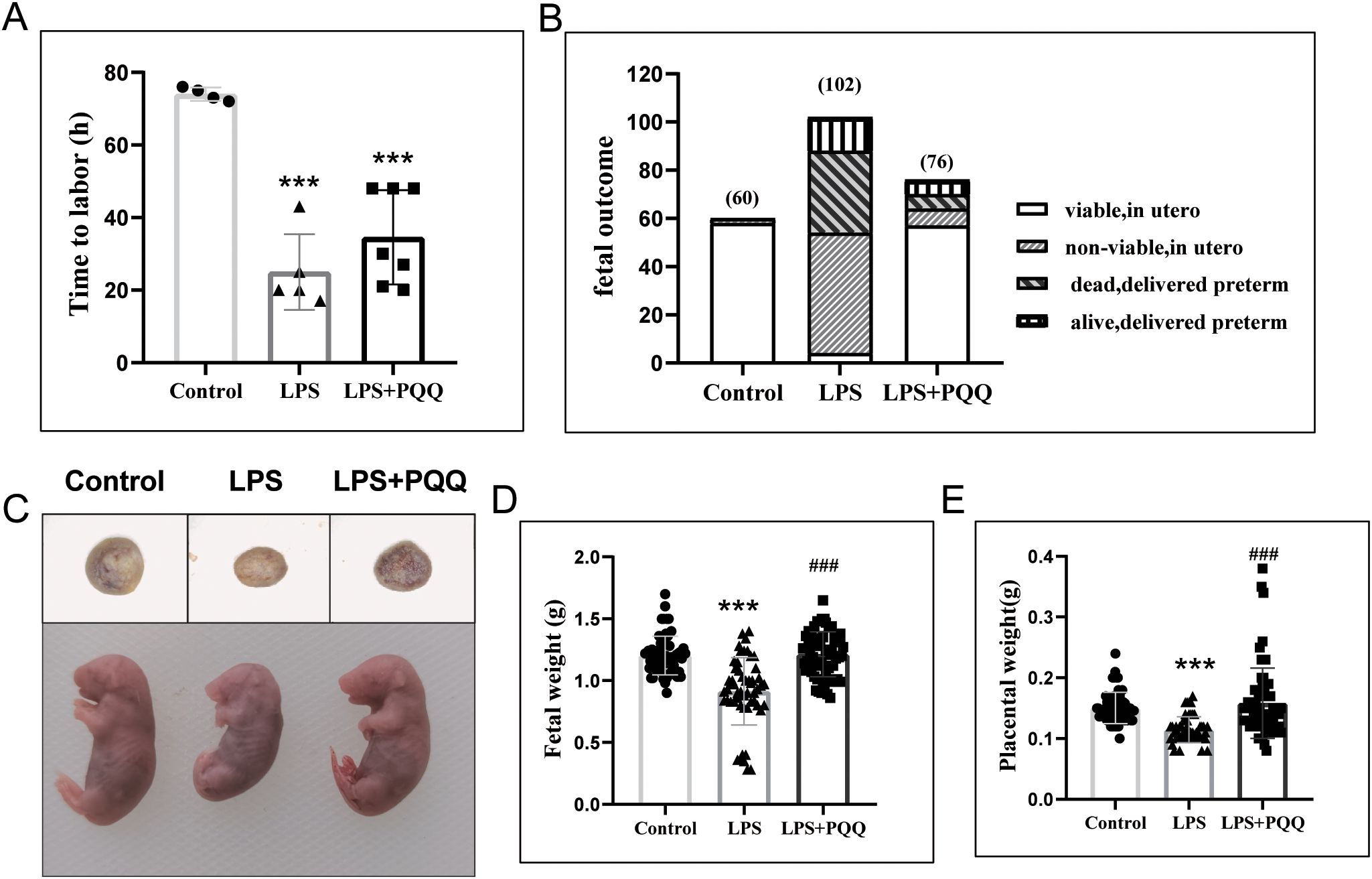 A series of graphs and images depicting experimental results. A: Bar graph showing “Time to labor” in hours with control, LPS, and LPS+PQQ groups. LPS and LPS+PQQ show a significant decrease. B: Stacked bar graph displaying fetal outcomes, categorizing viable and non-viable states, dead and alive preterm deliveries for control, LPS, and LPS+PQQ. C: Images of embryos and placentas for each group. D: Bar graph presenting fetal weight in grams, with LPS having lower weight compared to LPS+PQQ. E: Bar graph showing placental weight in grams, indicating similar trends as fetal weight.