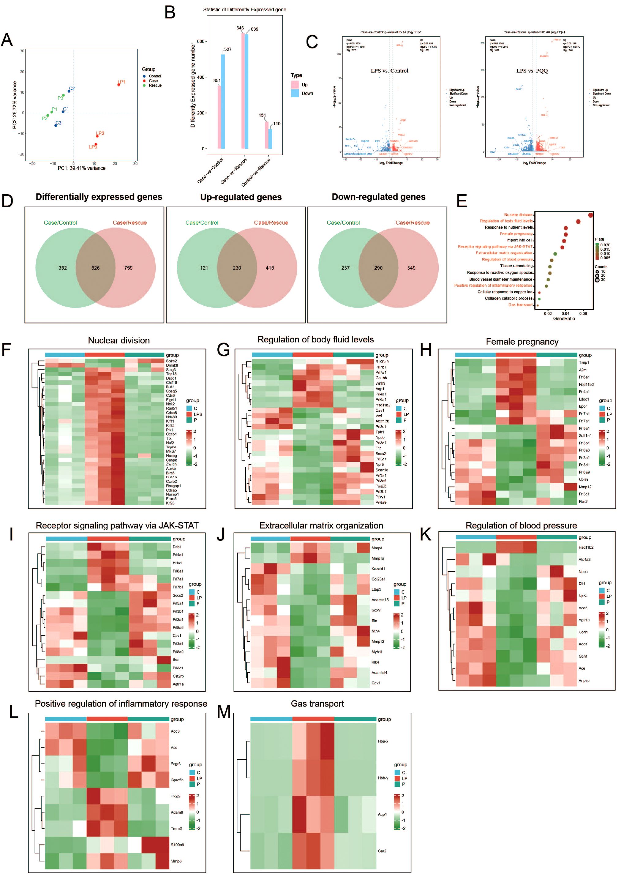 A composite image displays multiple figures analyzing gene expression. Panel A shows a PCA plot differentiating groups. Panel B is a bar graph of differentially expressed gene statistics. Panel C contains volcano plots comparing groups. Panel D presents Venn diagrams for differentially expressed genes. Panel E is a dot plot of gene ontology terms. Panels F to M feature heatmaps illustrating gene expression in various biological processes, including nuclear division, body fluid regulation, female pregnancy, JAK-STAT signaling, extracellular matrix organization, blood pressure regulation, inflammatory response, and gas transport.