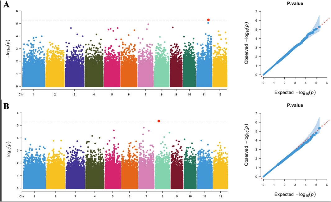 Two panels labeled A and B display Manhattan plots and Q-Q plots for genetic association studies. Both Manhattan plots show the negative logarithm of p-values across twelve chromosomes with varying colors. Significant points above the threshold line are highlighted in red. The Q-Q plots compare observed versus expected p-values, with points following a red diagonal line, indicating agreement except at higher values.